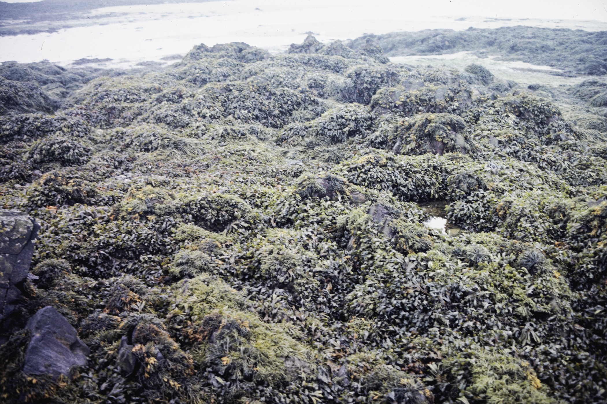 . Site: Greencastle Rocks, Carlingford Lough. 