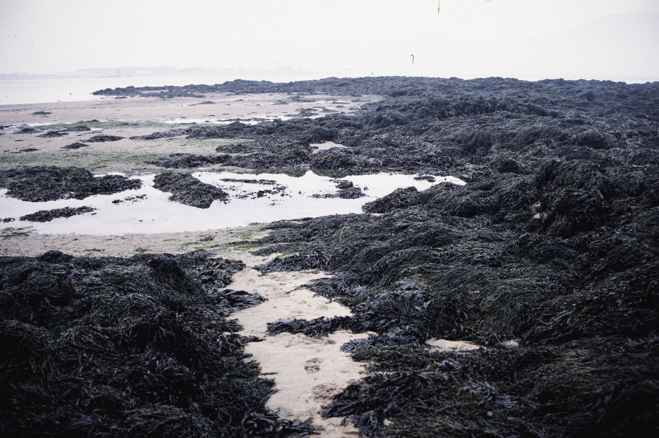 . Site: Greencastle Rocks, Carlingford Lough. 