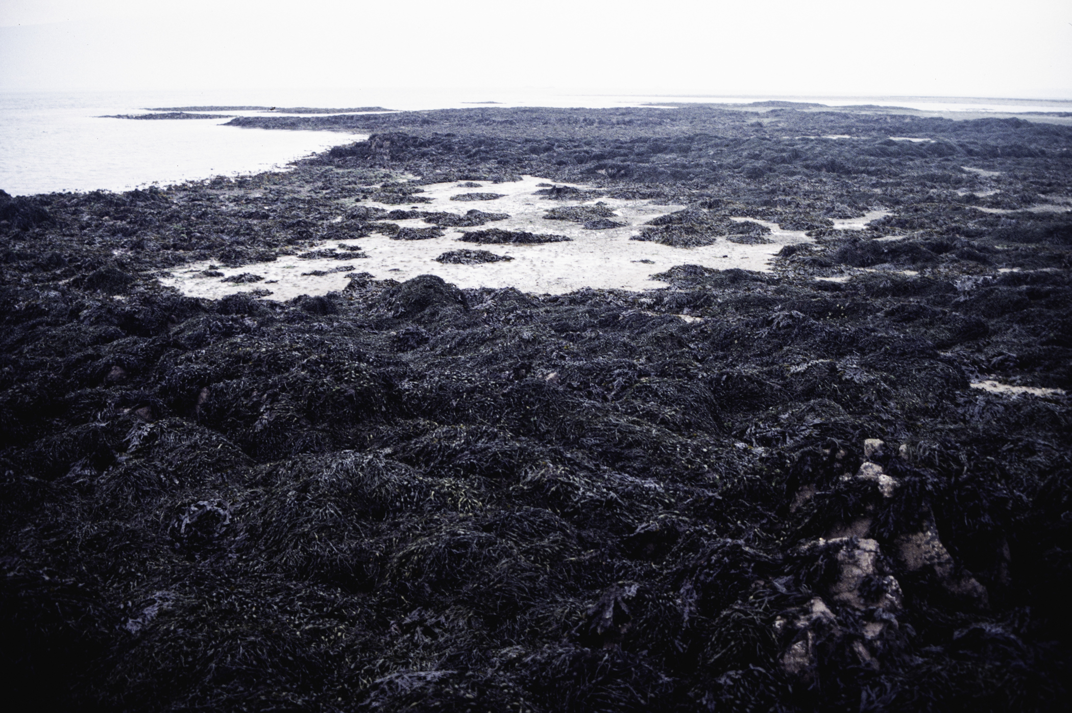 . Site: Greencastle Rocks, Carlingford Lough. 