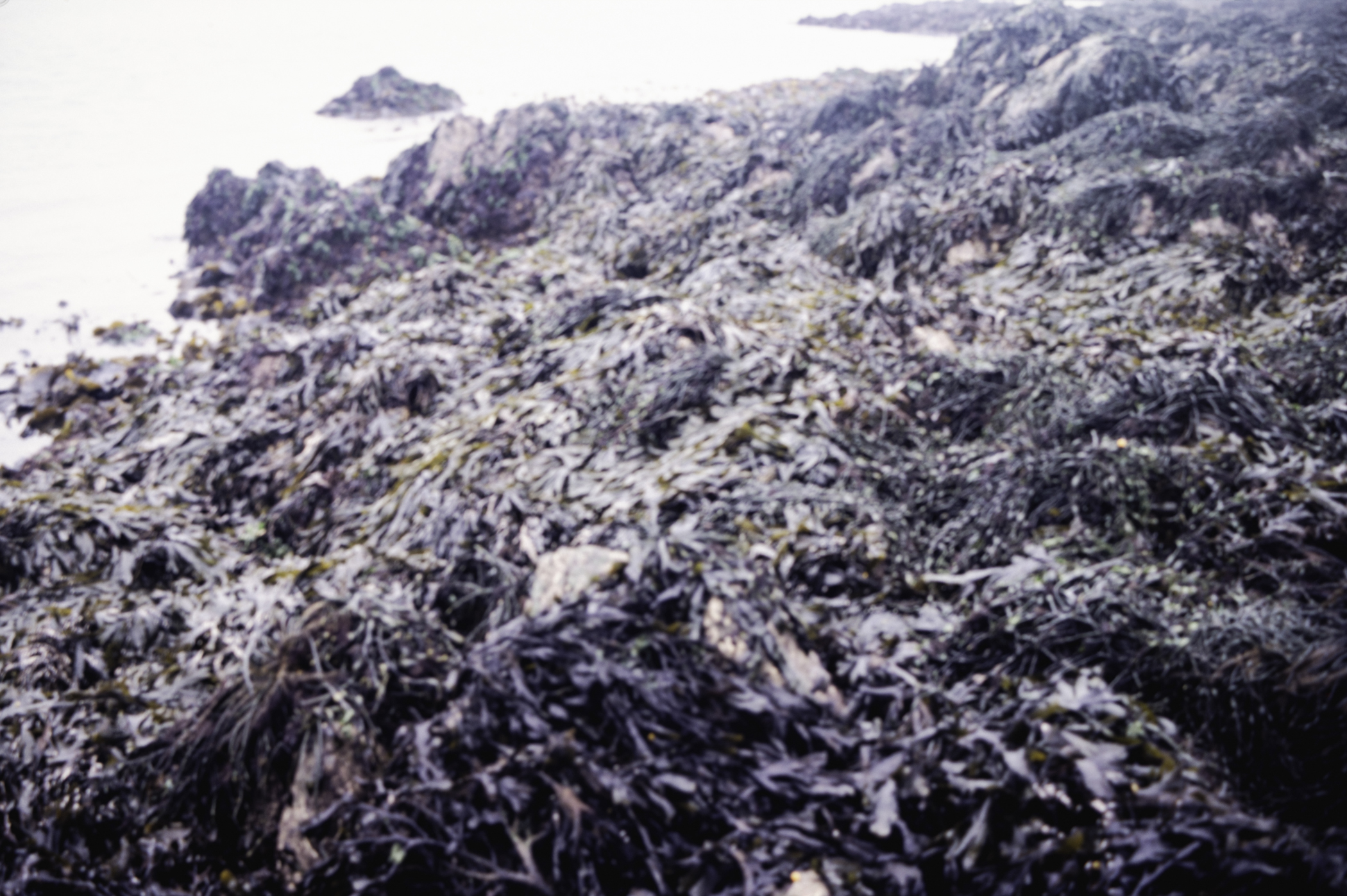 . Site: Greencastle Rocks, Carlingford Lough. 