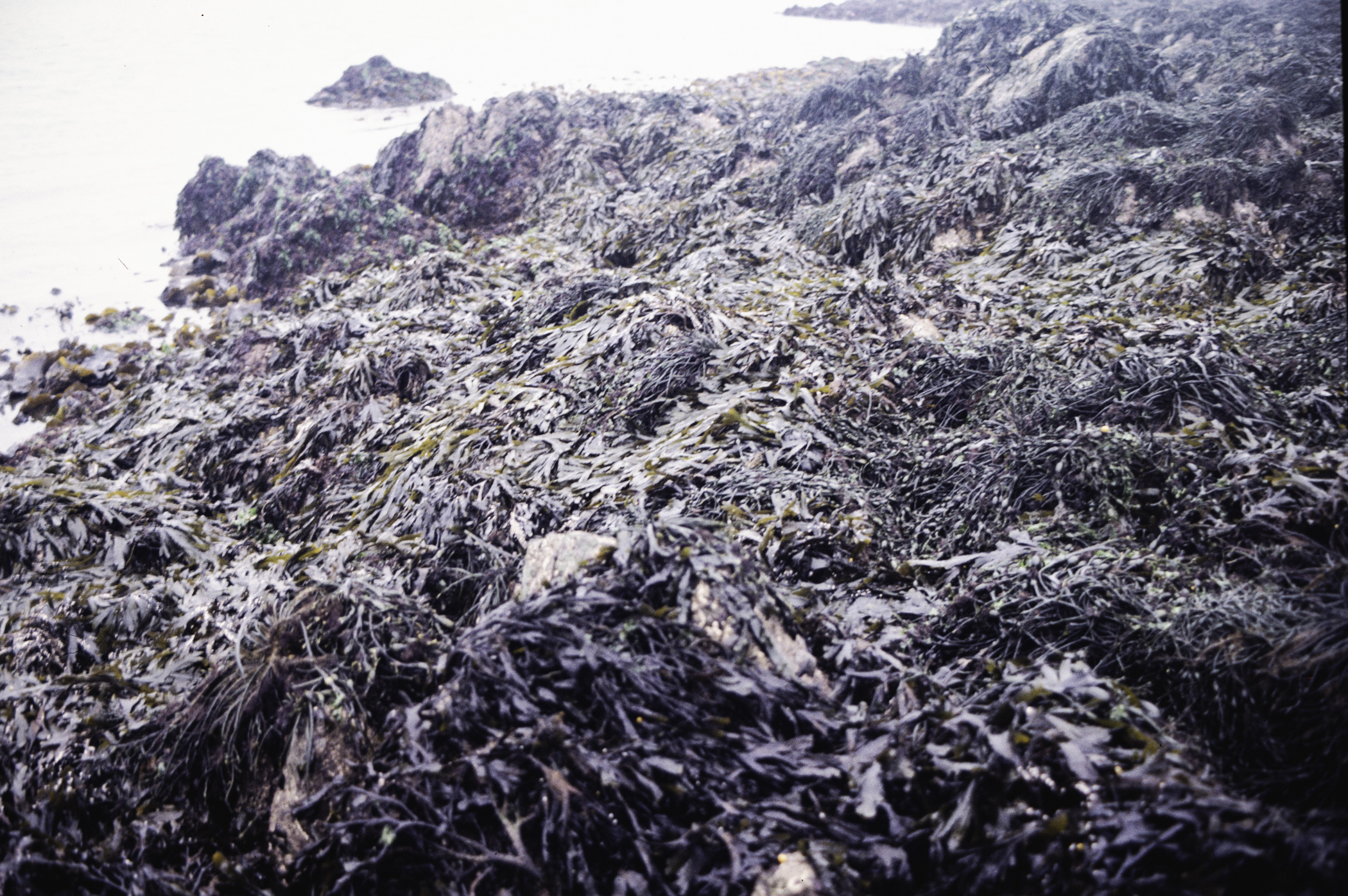 . Site: Greencastle Rocks, Carlingford Lough. 