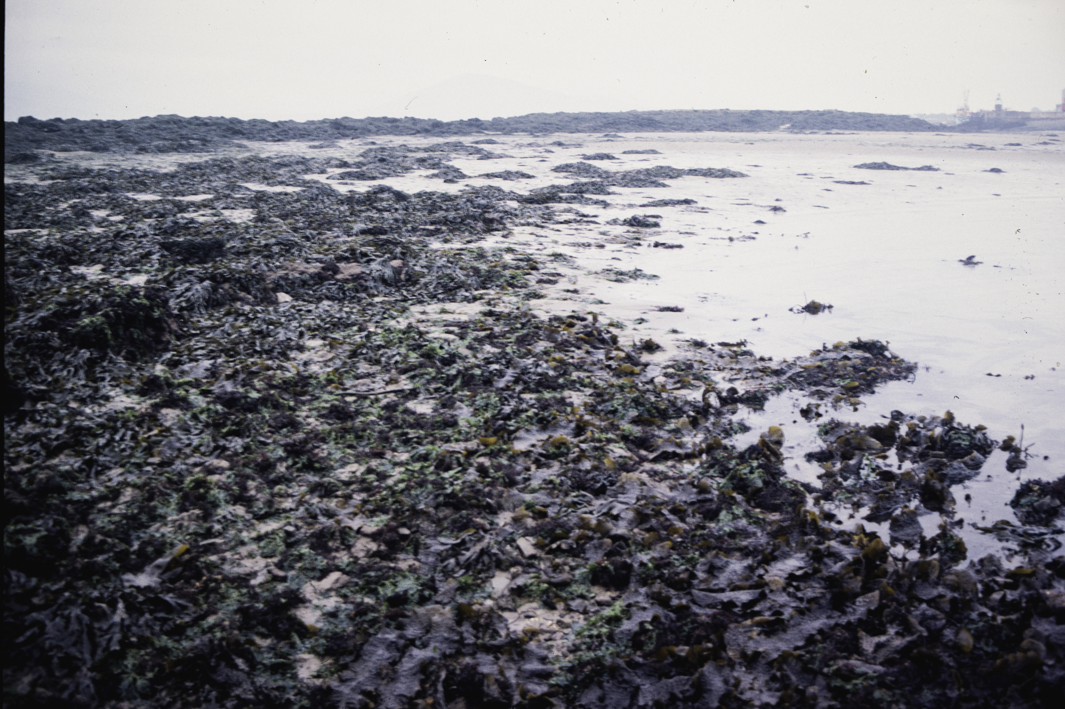 . Site: Greencastle Rocks, Carlingford Lough. 