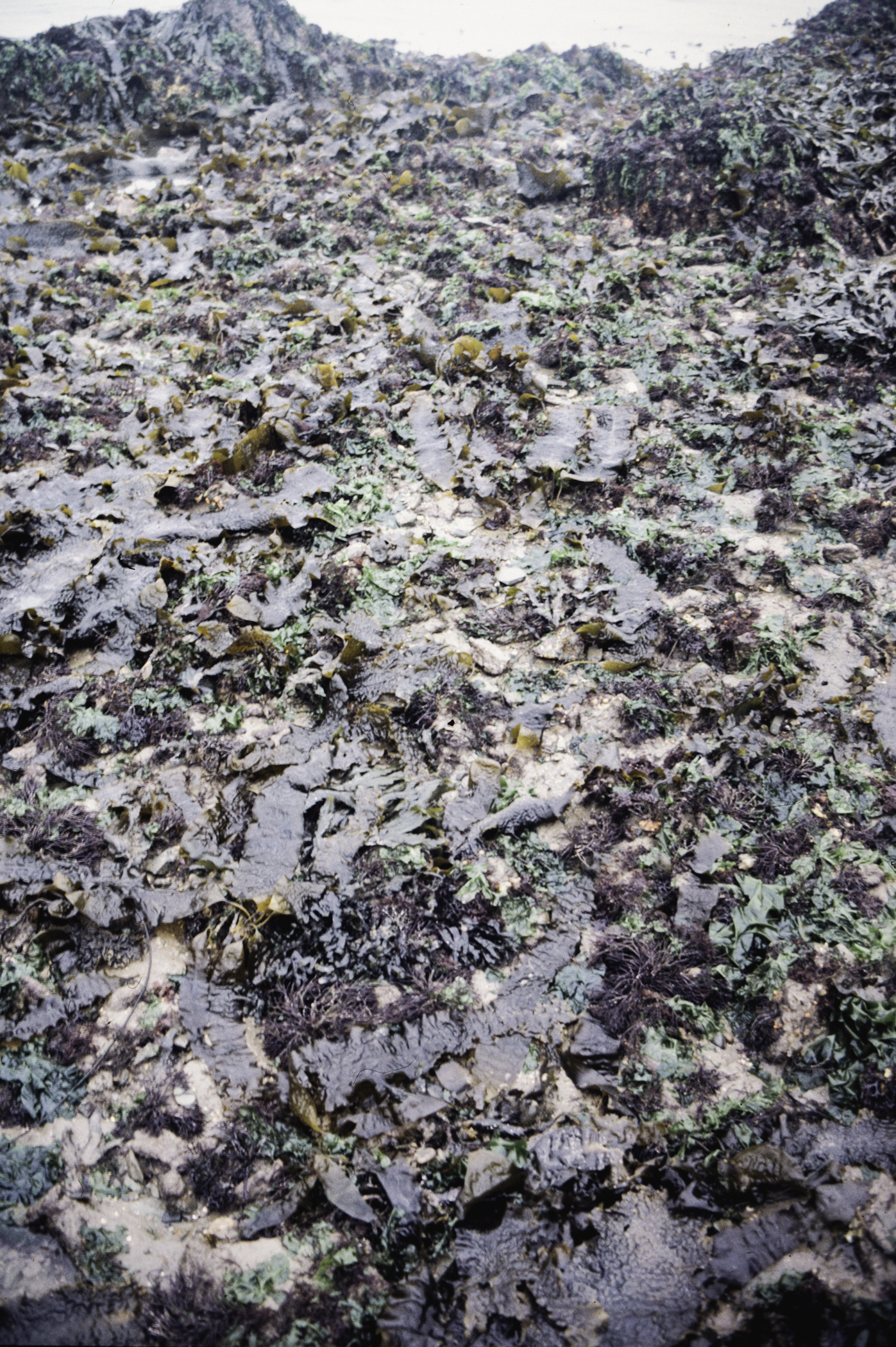 . Site: Greencastle Rocks, Carlingford Lough. 