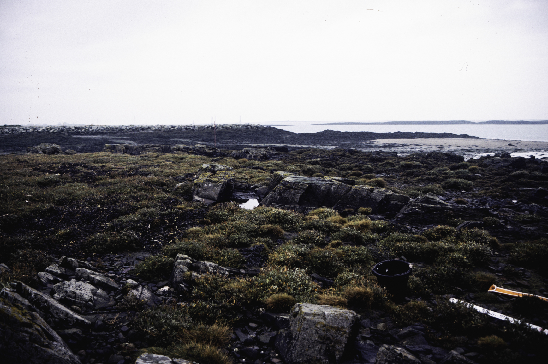 . Site: Greencastle Rocks, Carlingford Lough. 