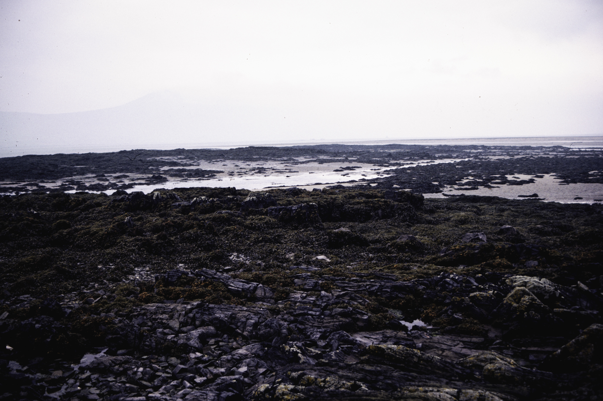 . Site: Greencastle Rocks, Carlingford Lough. 