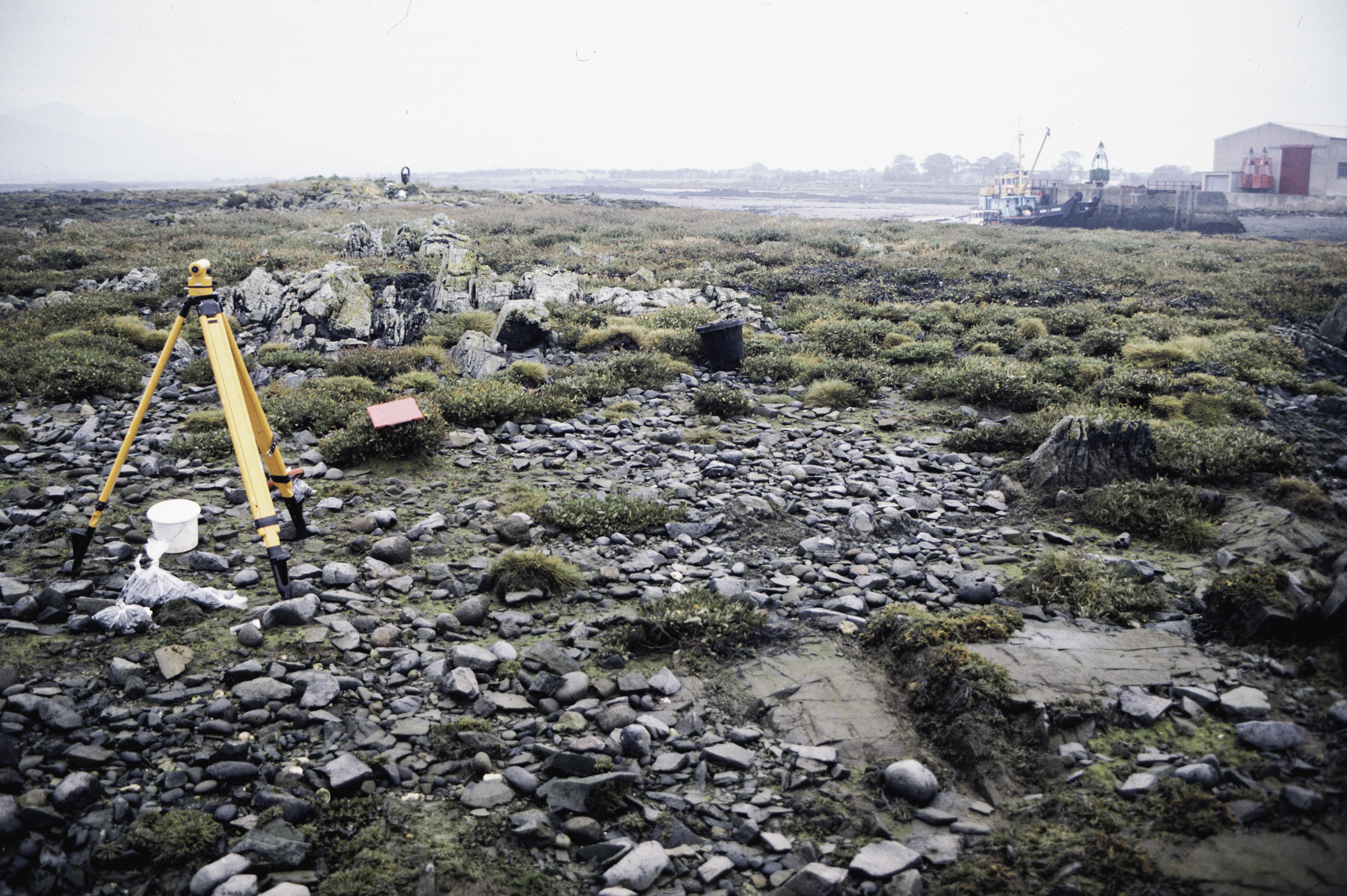 . Site: Greencastle Rocks, Carlingford Lough. 