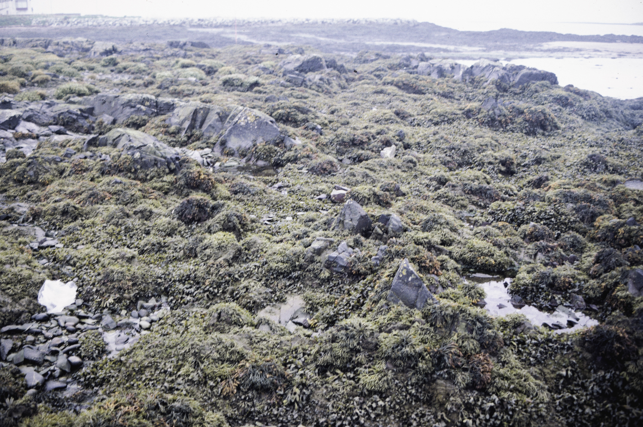 . Site: Greencastle Rocks, Carlingford Lough. 