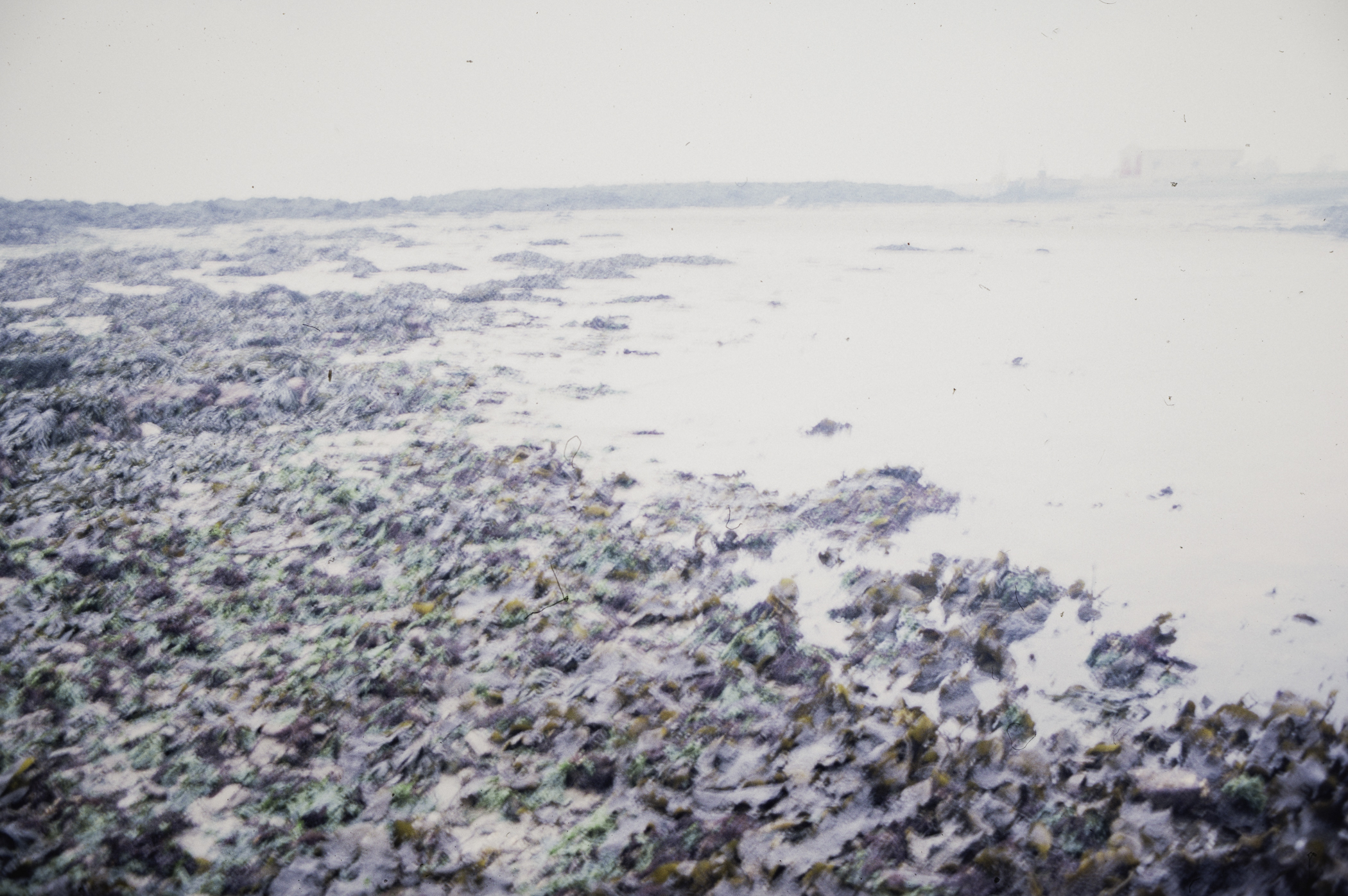 . Site: Greencastle Rocks, Carlingford Lough. 