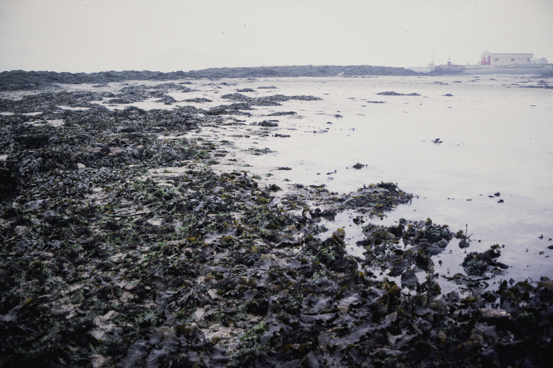 . Site: Greencastle Rocks, Carlingford Lough. 