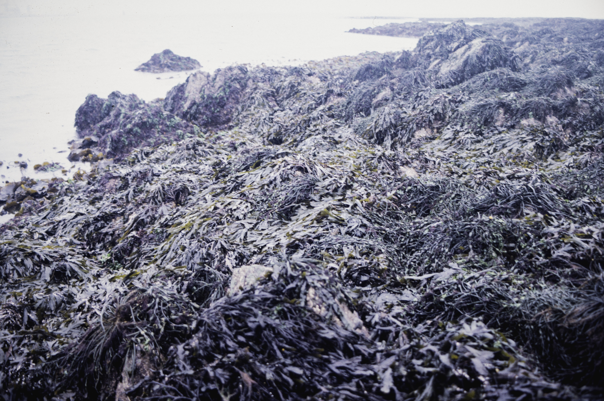 . Site: Greencastle Rocks, Carlingford Lough. 