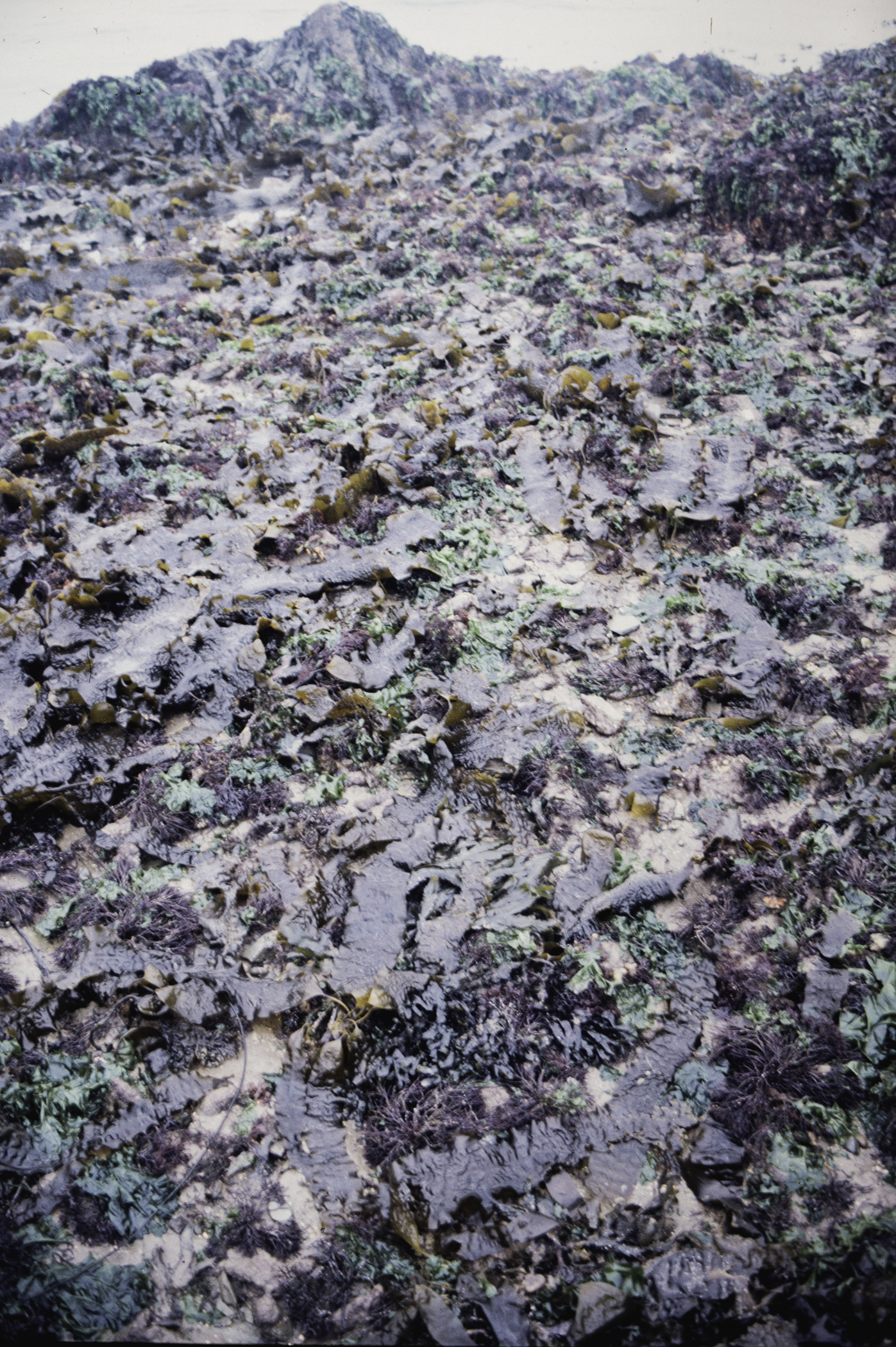 . Site: Greencastle Rocks, Carlingford Lough. 