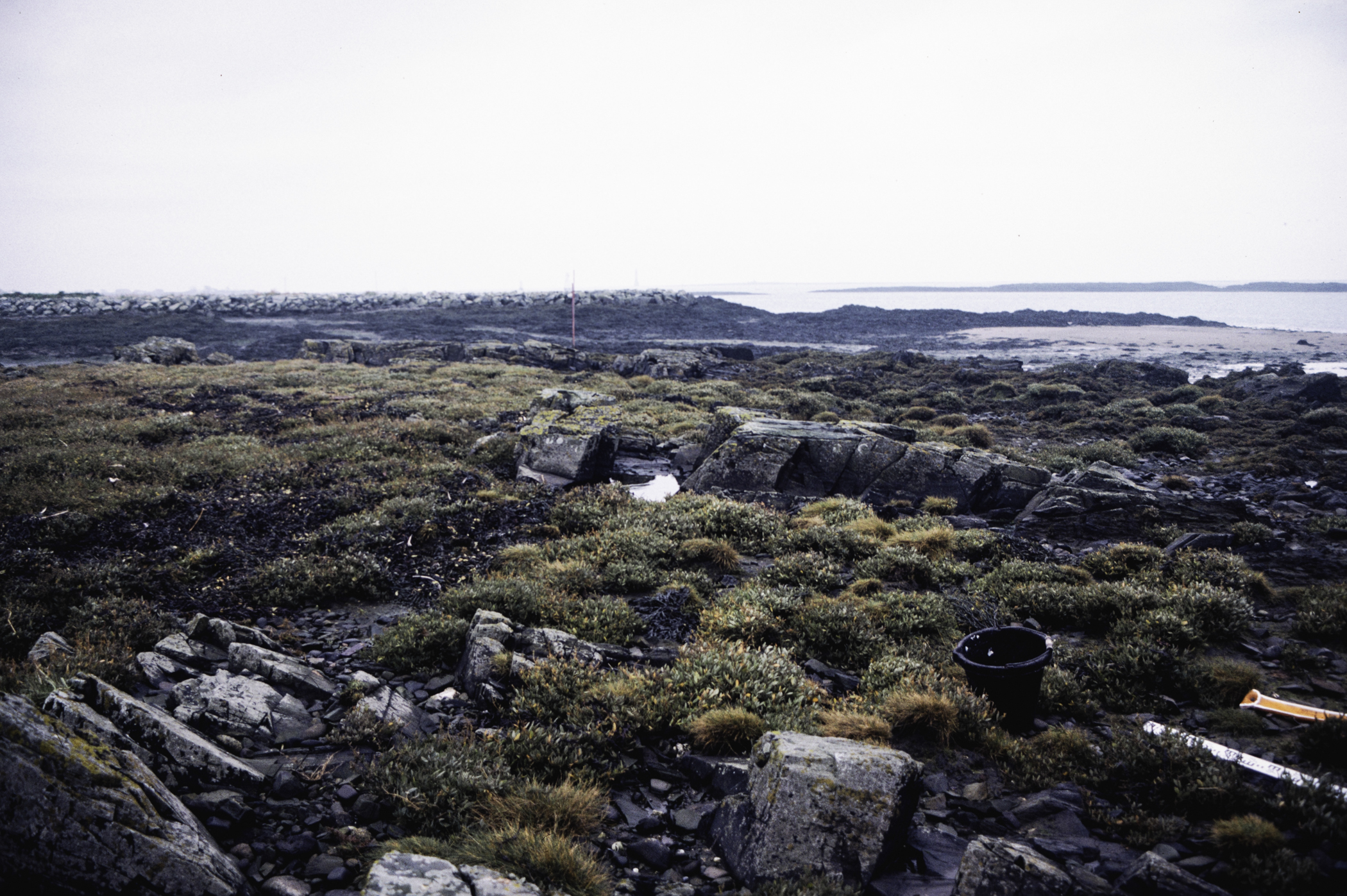 . Site: Greencastle Rocks, Carlingford Lough. 