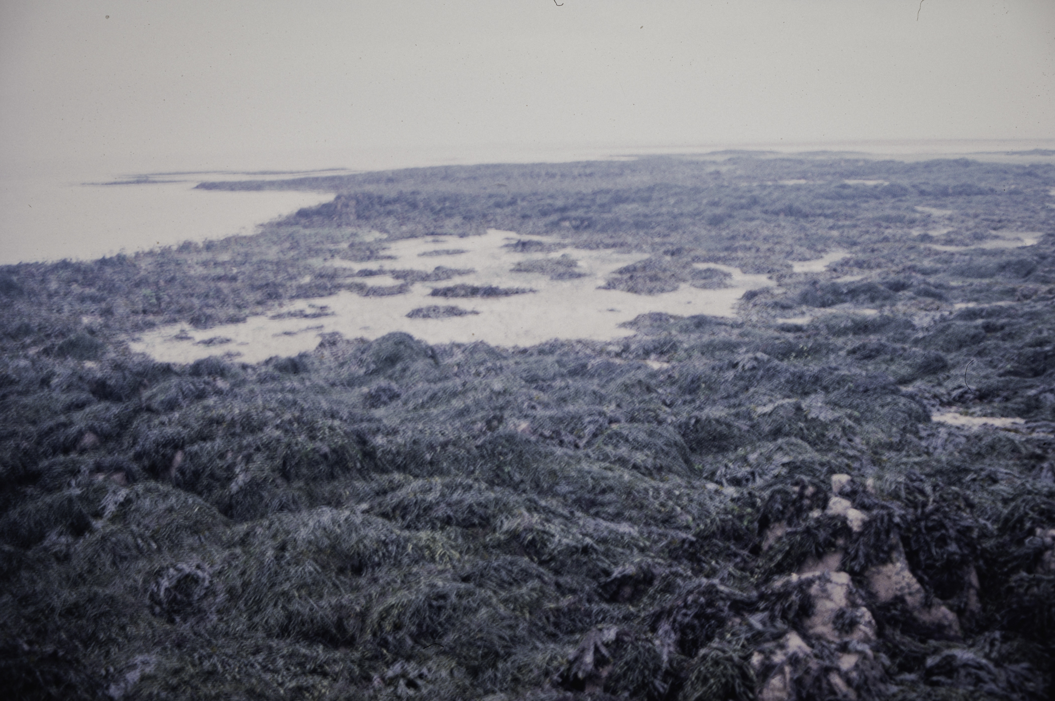 . Site: Greencastle Rocks, Carlingford Lough. 