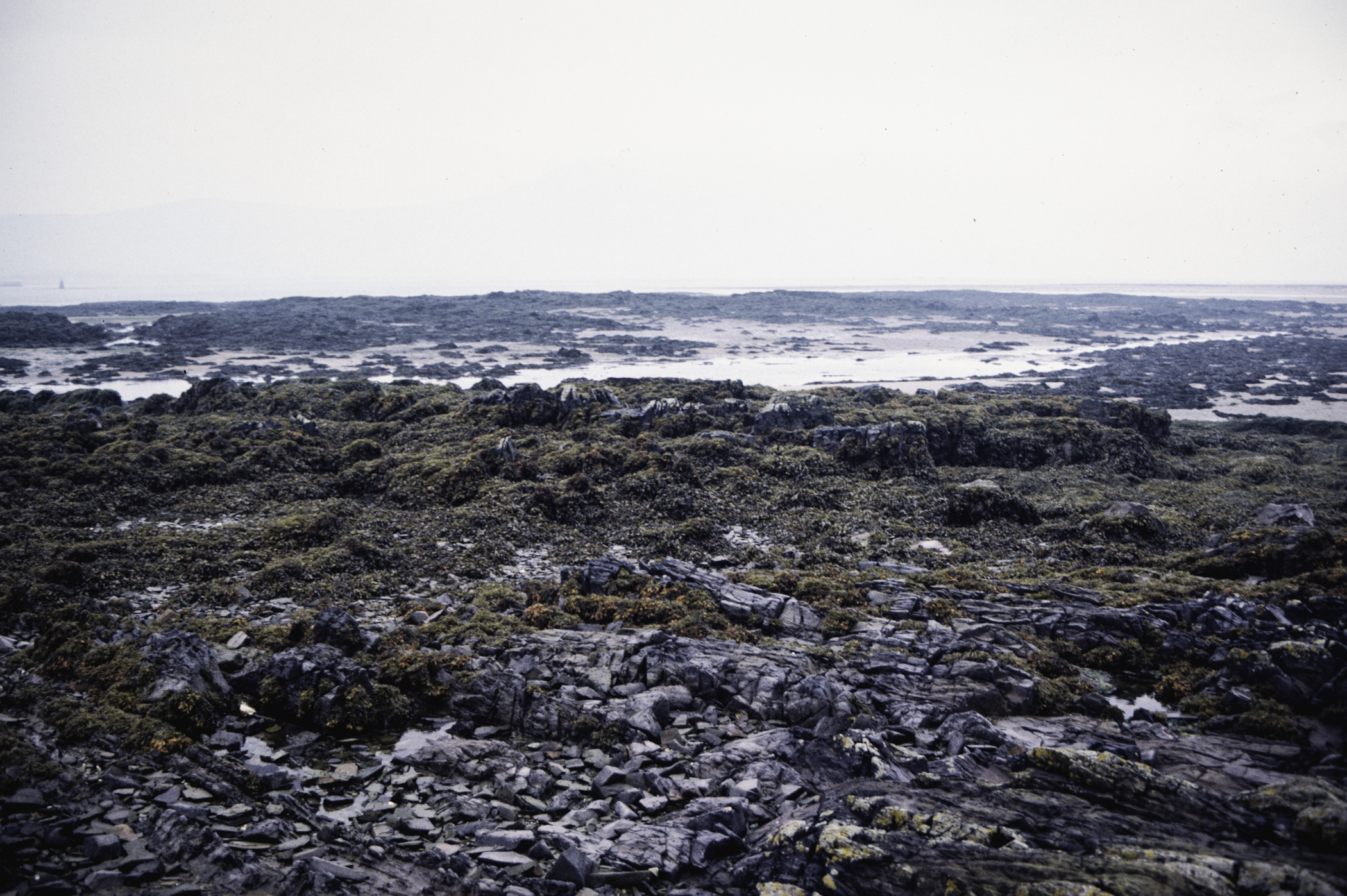 . Site: Greencastle Rocks, Carlingford Lough. 