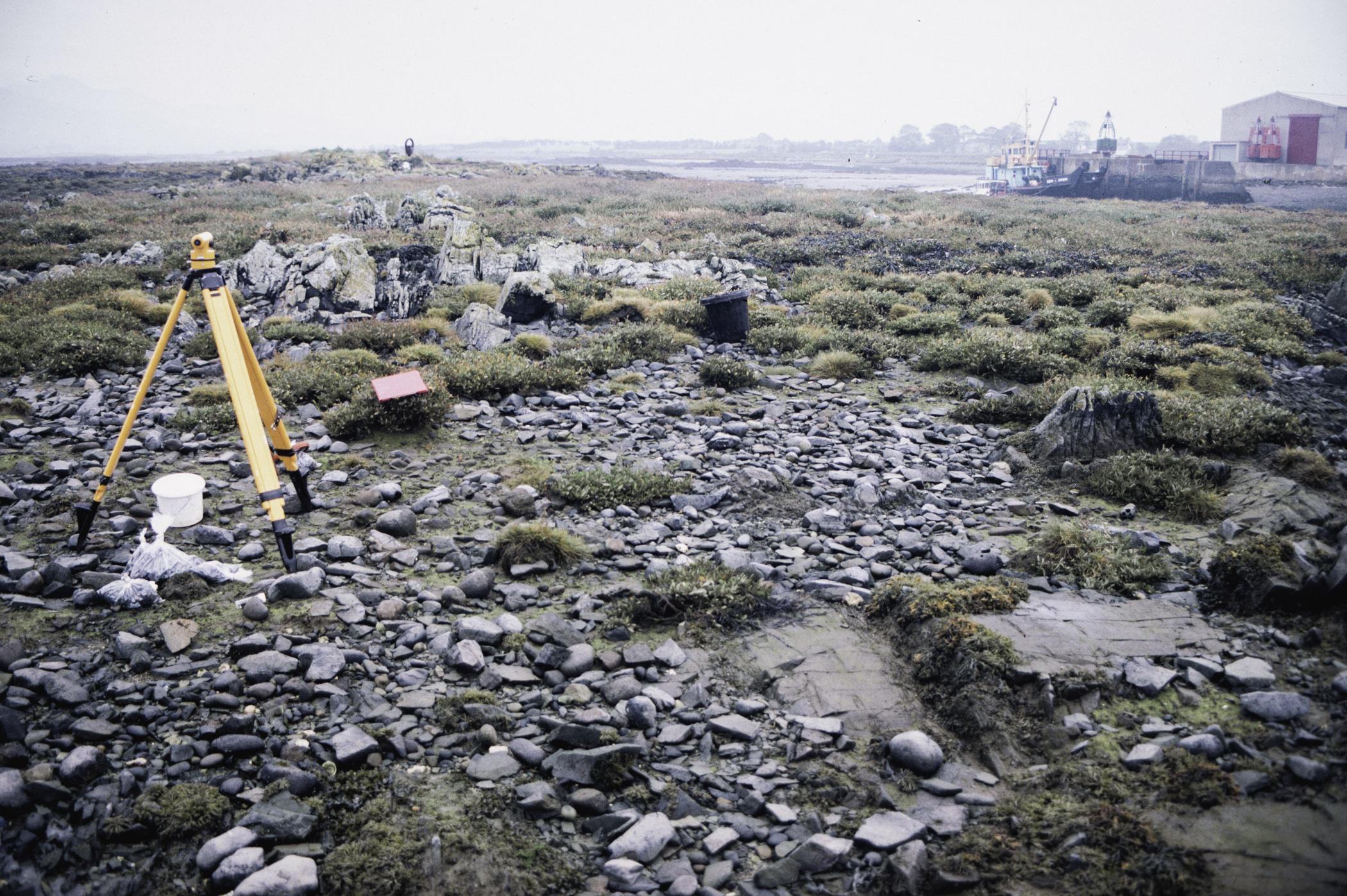 . Site: Greencastle Rocks, Carlingford Lough. 