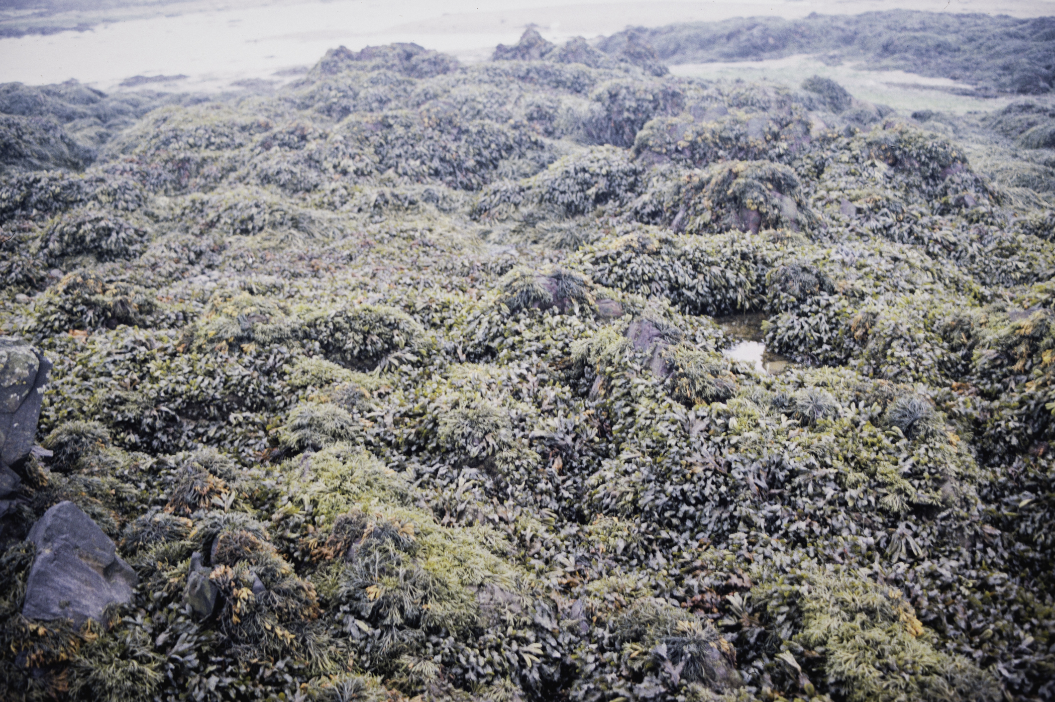 . Site: Greencastle Rocks, Carlingford Lough. 