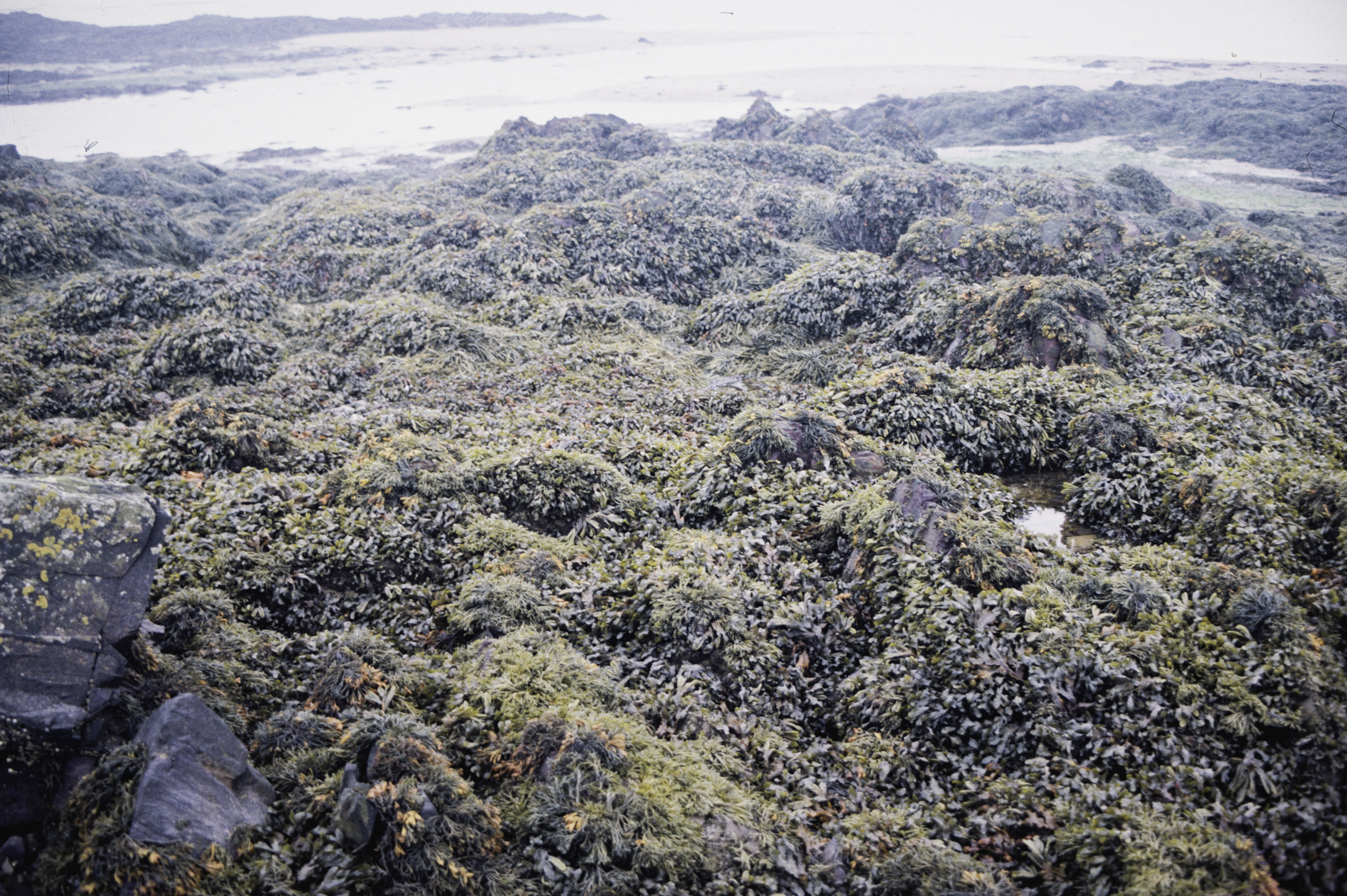 . Site: Greencastle Rocks, Carlingford Lough. 