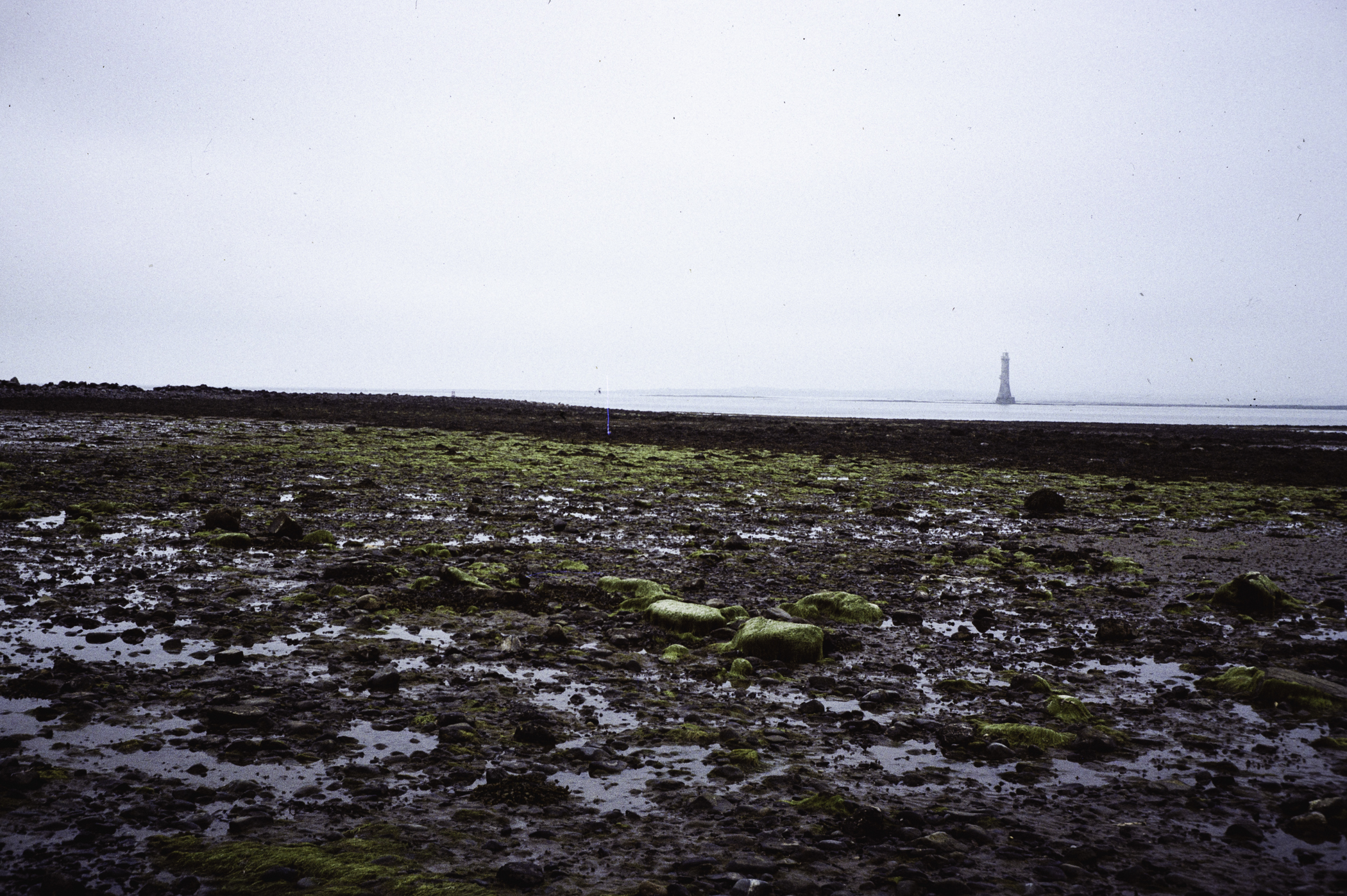 . Site: Cranfield Point Rocks, Carlingford Lough. 