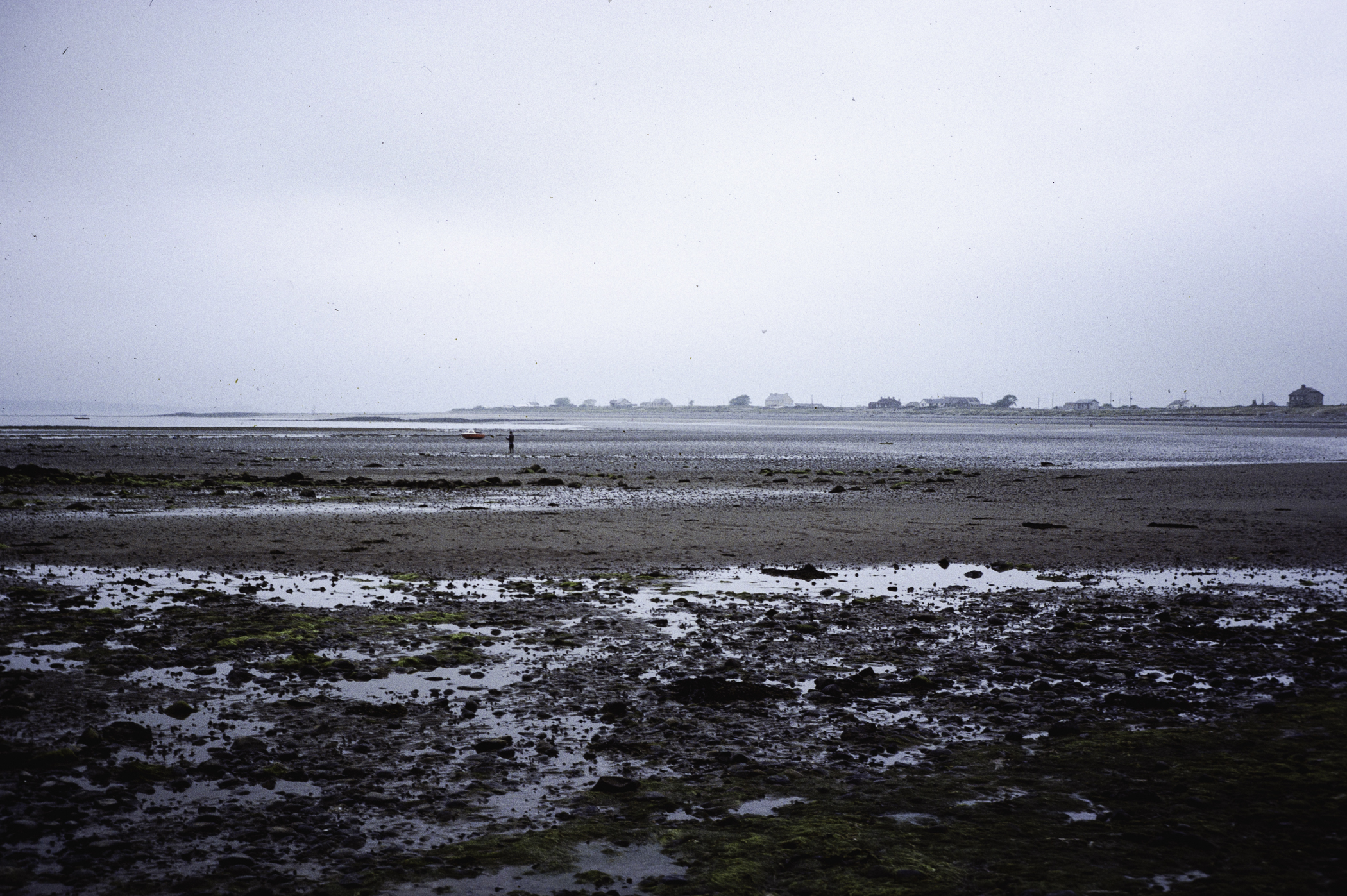 . Site: Cranfield Point Rocks, Carlingford Lough. 