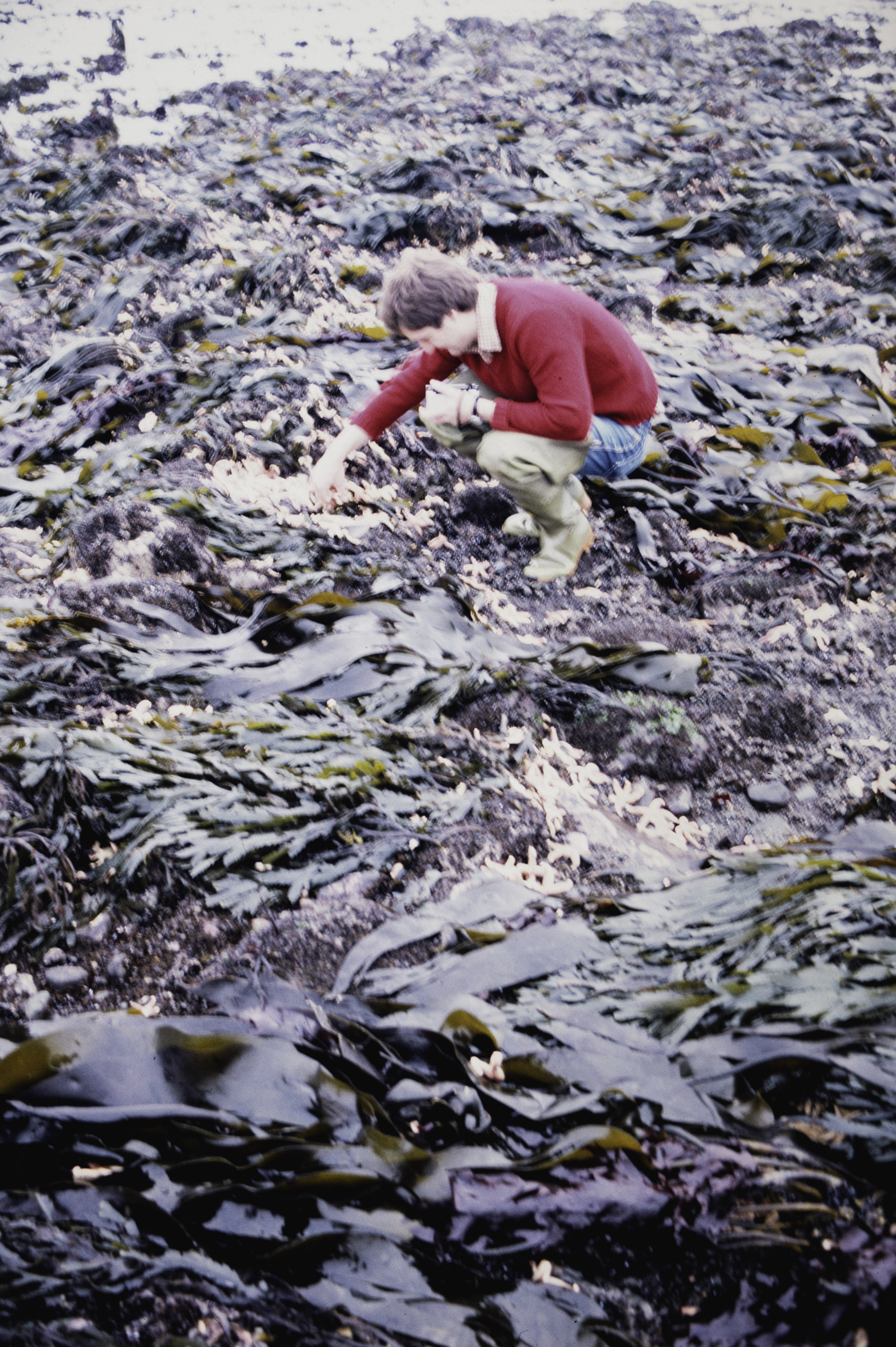 . Site: Cranfield Point Rocks, Carlingford Lough. 