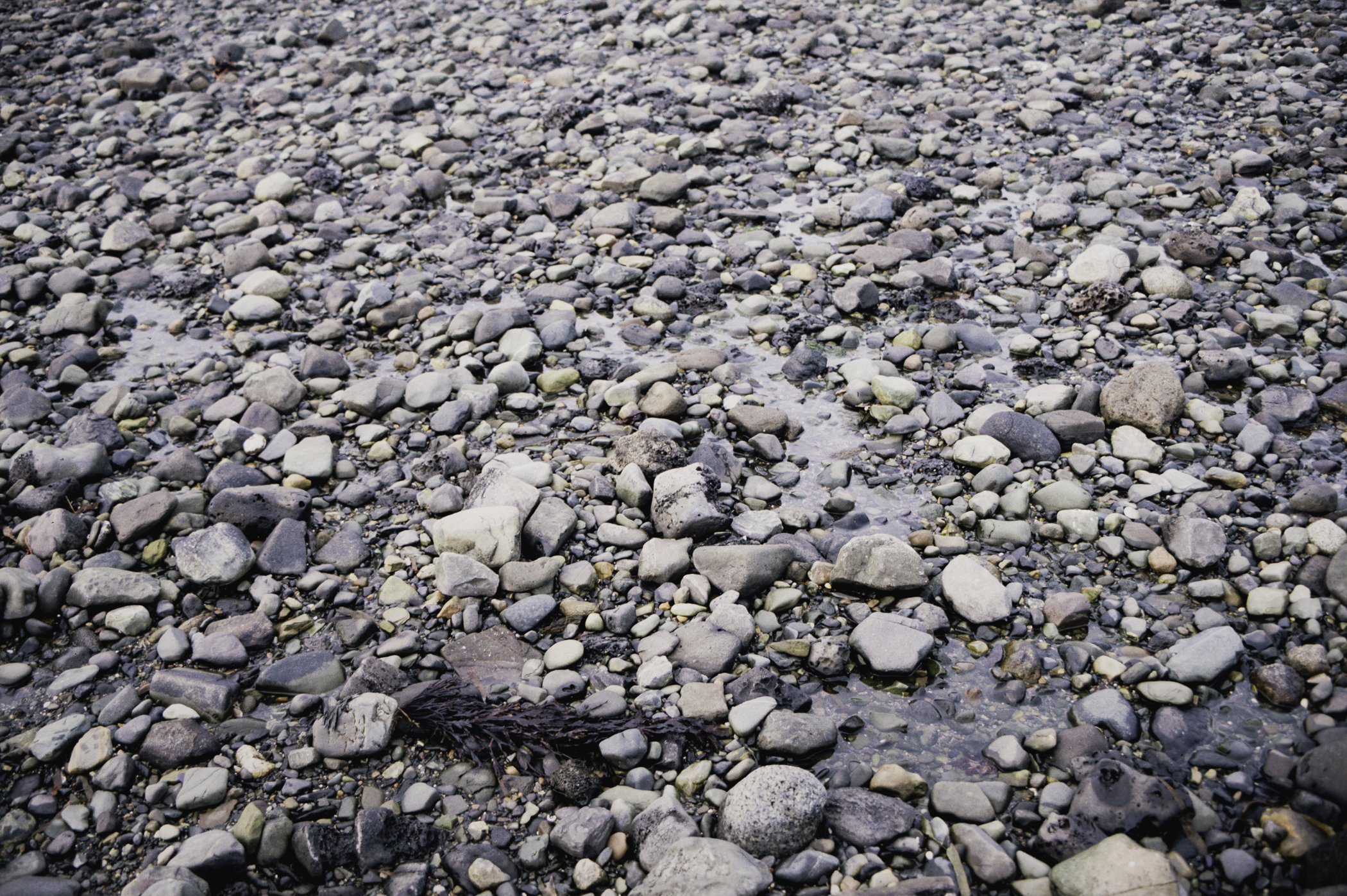 . Site: Cranfield Point Rocks, Carlingford Lough. 