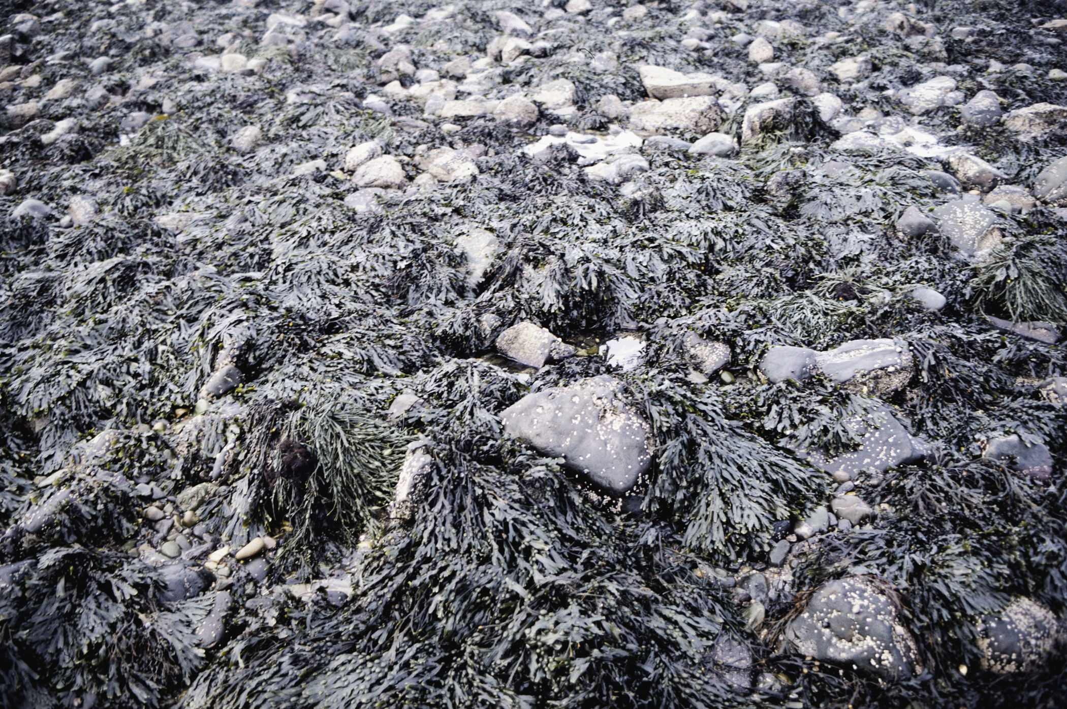 . Site: Cranfield Point Rocks, Carlingford Lough. 