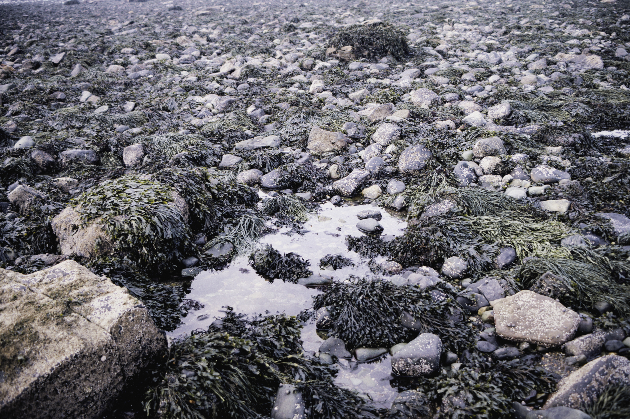 . Site: Cranfield Point Rocks, Carlingford Lough. 