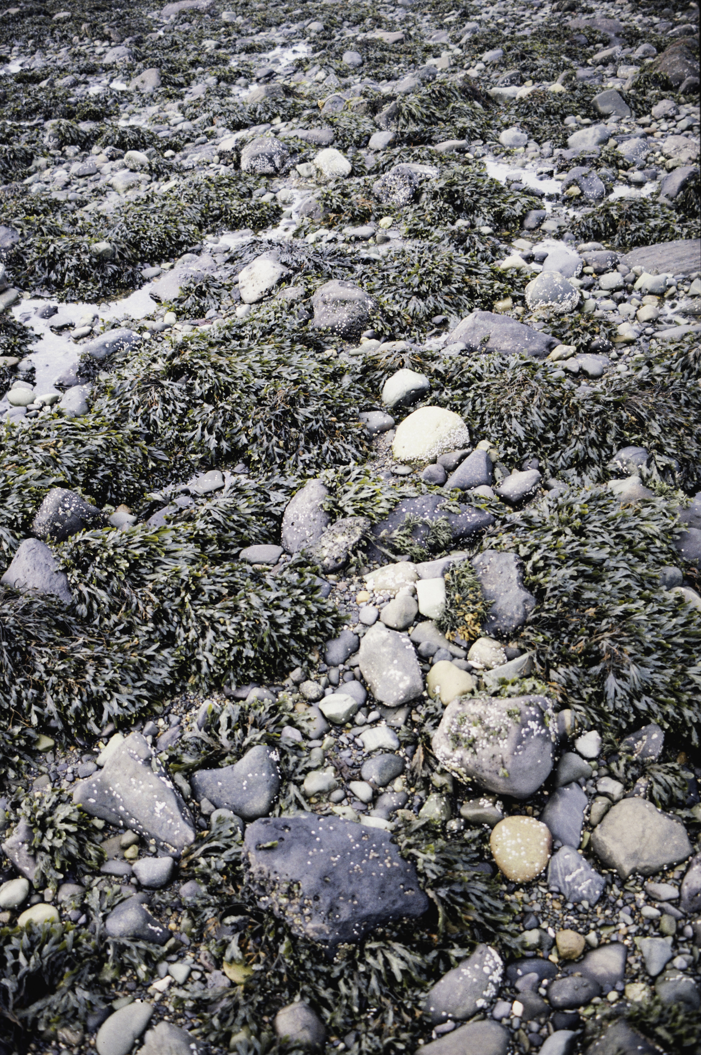 . Site: Cranfield Point Rocks, Carlingford Lough. 