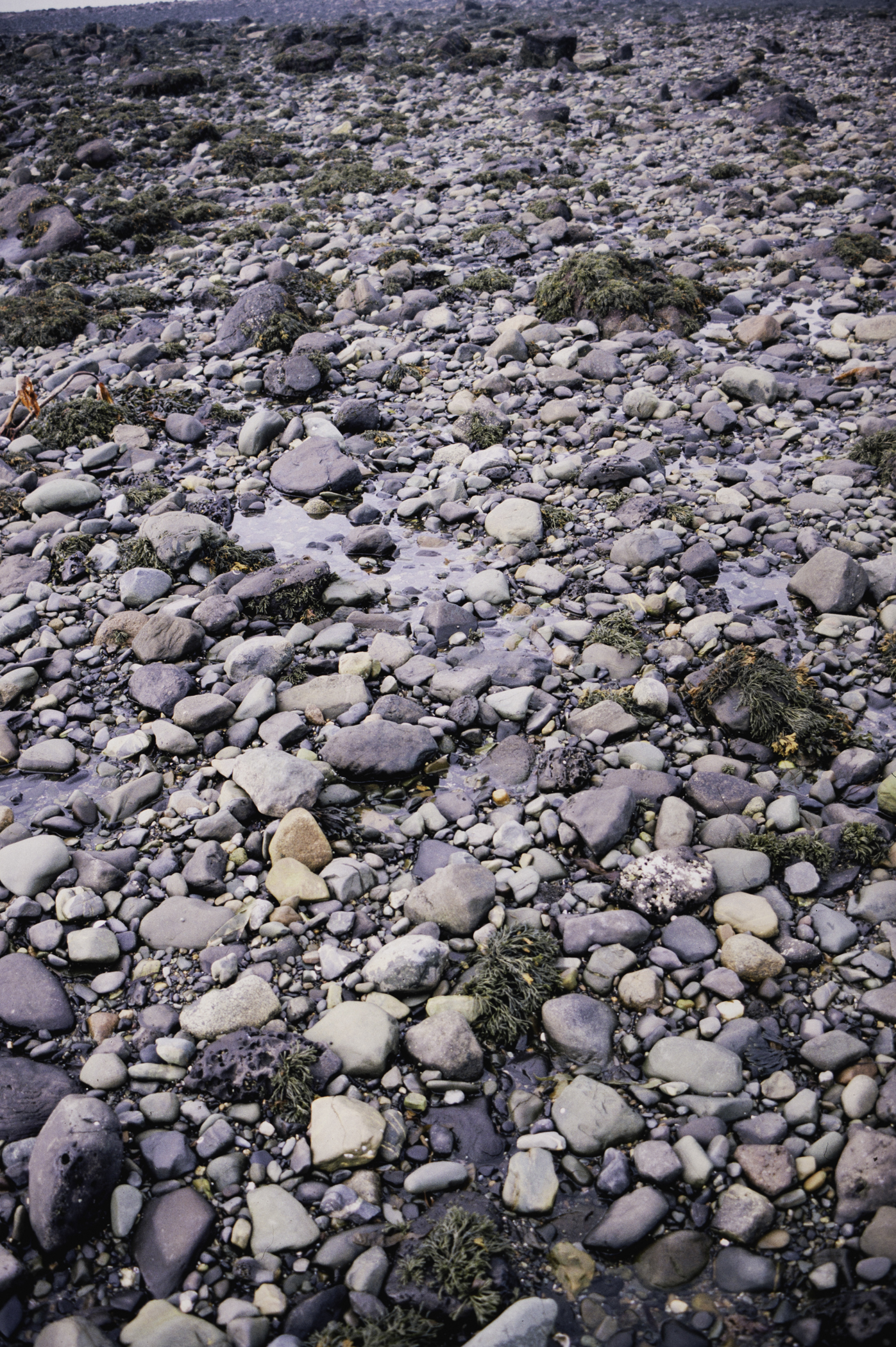 . Site: Cranfield Point Rocks, Carlingford Lough. 