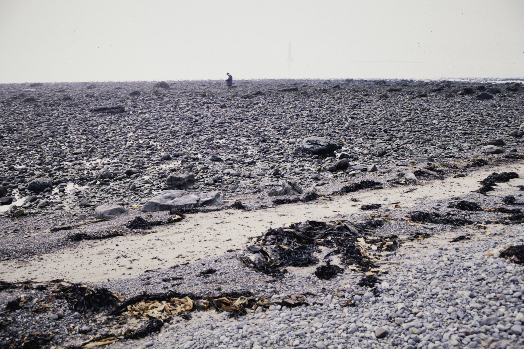 . Site: Cranfield Point Rocks, Carlingford Lough. 