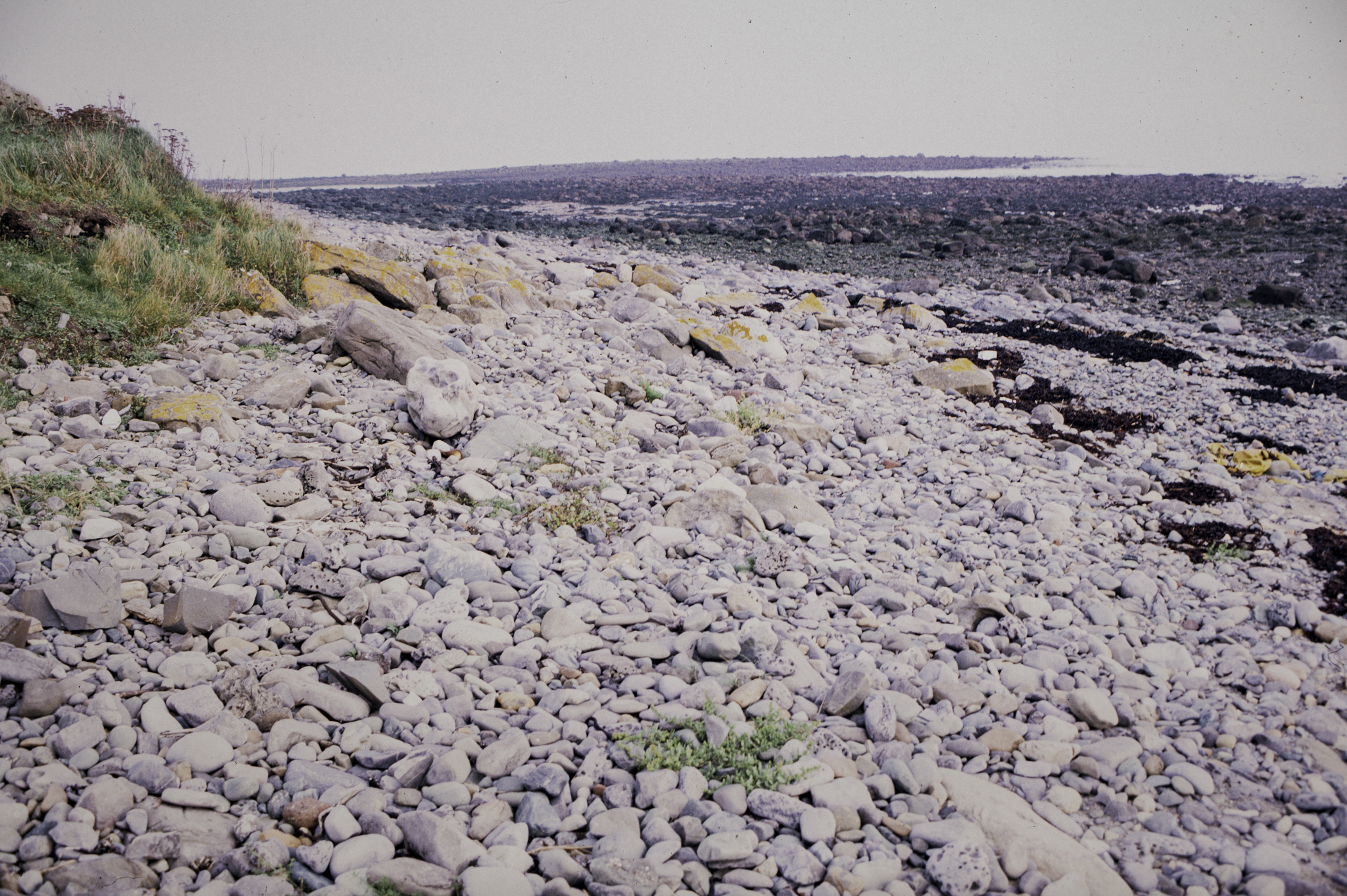 . Site: Cranfield Point Rocks, Carlingford Lough. 