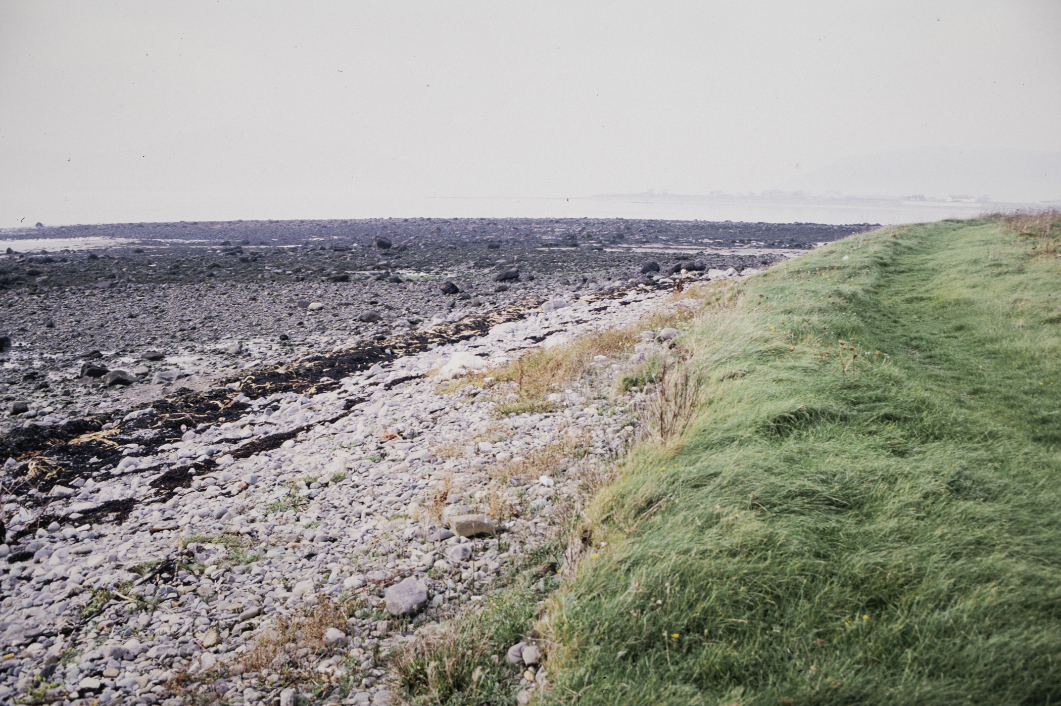 . Site: Cranfield Point Rocks, Carlingford Lough. 