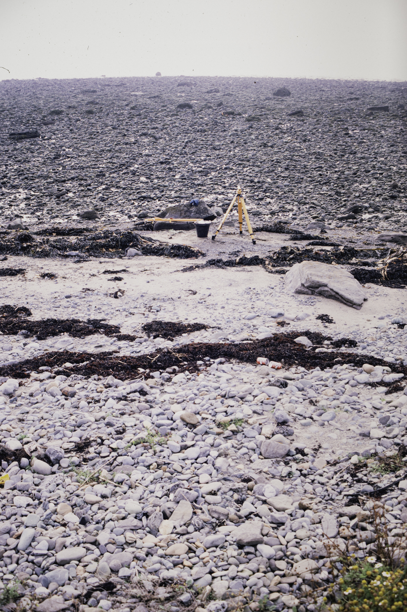 . Site: Cranfield Point Rocks, Carlingford Lough. 