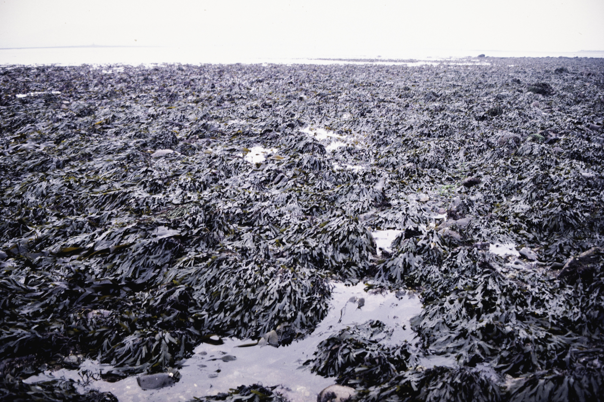 . Site: Cranfield Point Rocks, Carlingford Lough. 