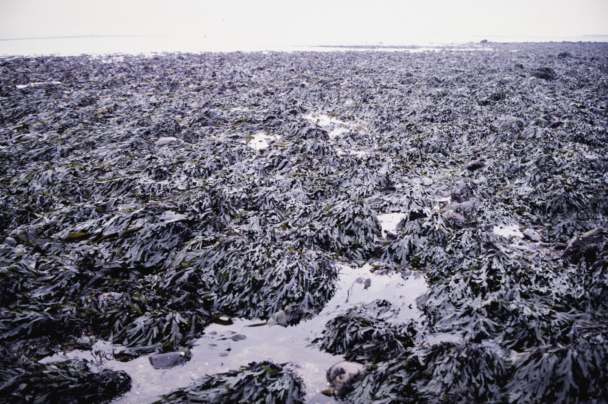 . Site: Cranfield Point Rocks, Carlingford Lough. 