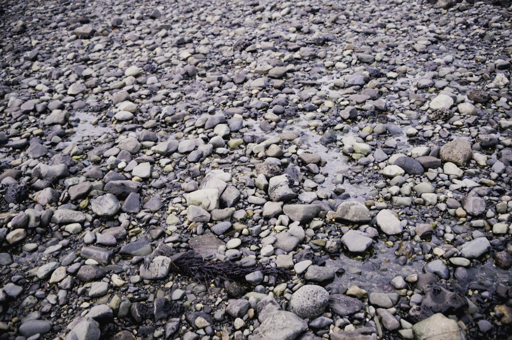 . Site: Cranfield Point Rocks, Carlingford Lough. 