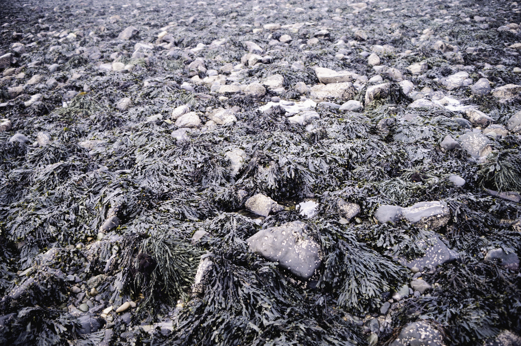 . Site: Cranfield Point Rocks, Carlingford Lough. 