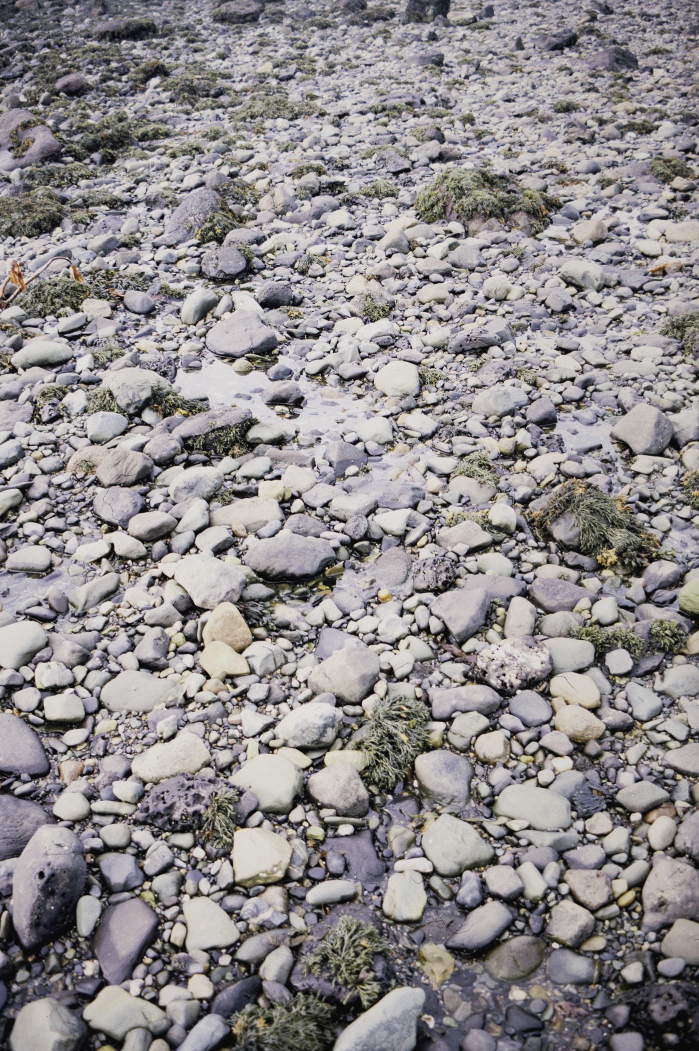 . Site: Cranfield Point Rocks, Carlingford Lough. 