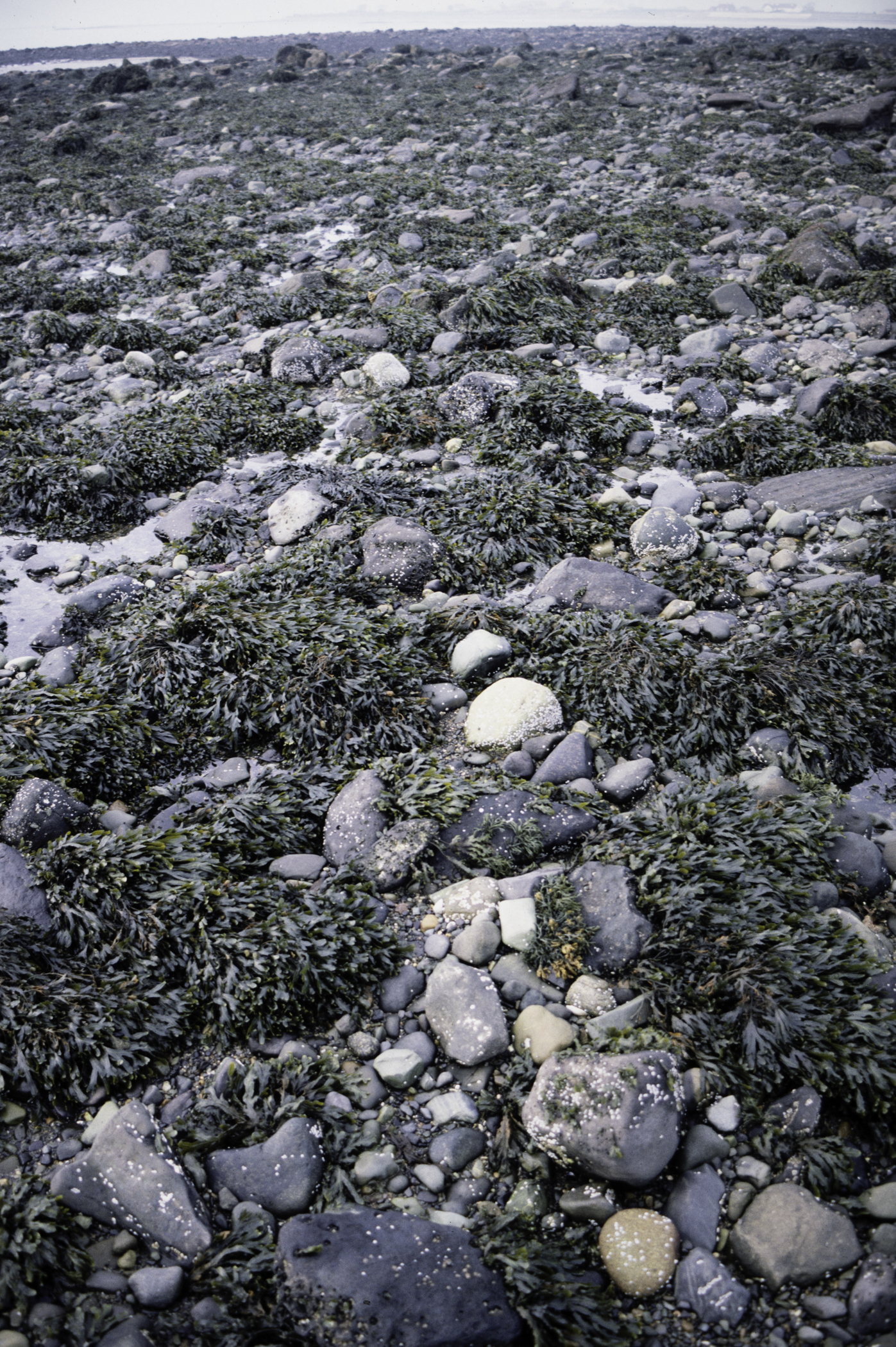 . Site: Cranfield Point Rocks, Carlingford Lough. 