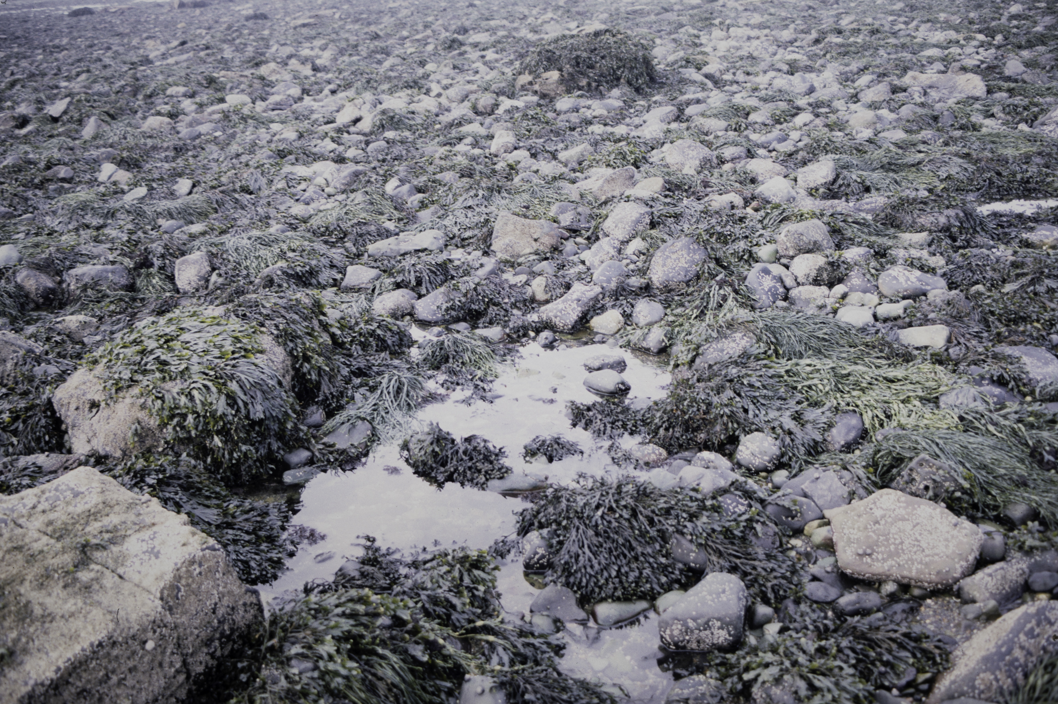 . Site: Cranfield Point Rocks, Carlingford Lough. 