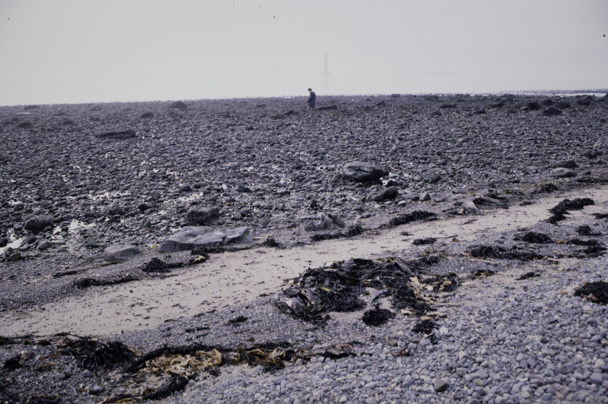 . Site: Cranfield Point Rocks, Carlingford Lough. 