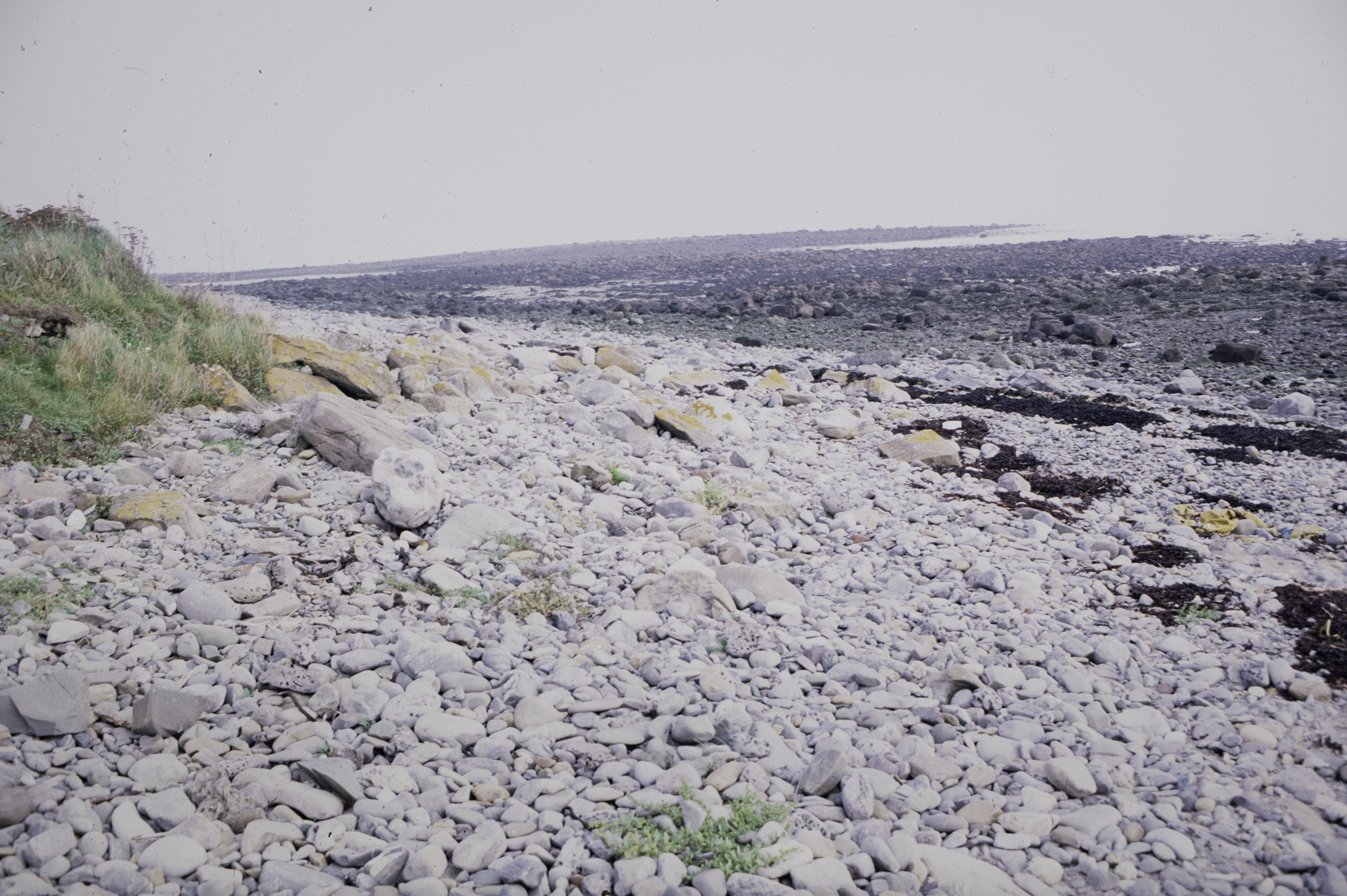 . Site: Cranfield Point Rocks, Carlingford Lough. 