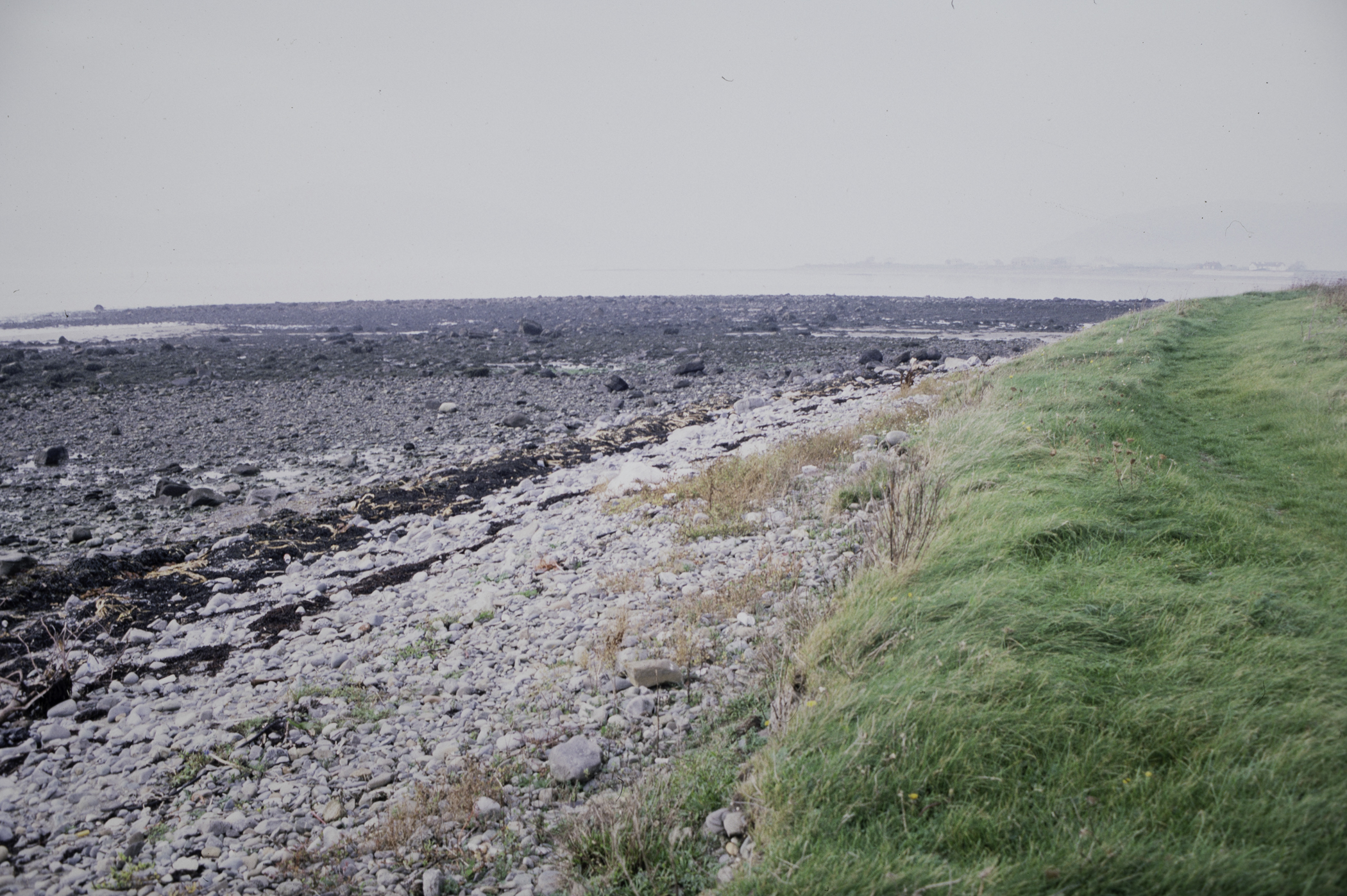 . Site: Cranfield Point Rocks, Carlingford Lough. 