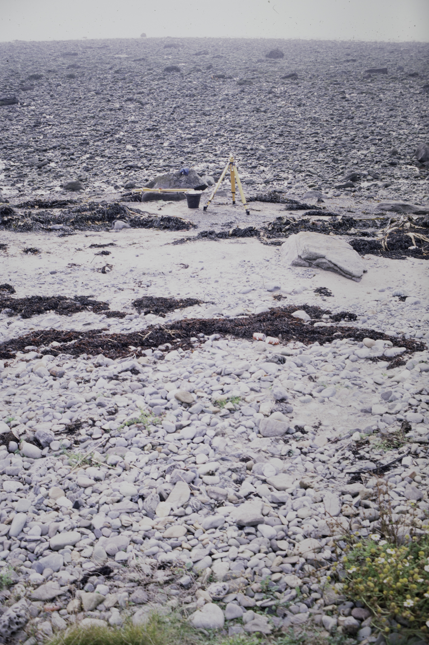 . Site: Cranfield Point Rocks, Carlingford Lough. 