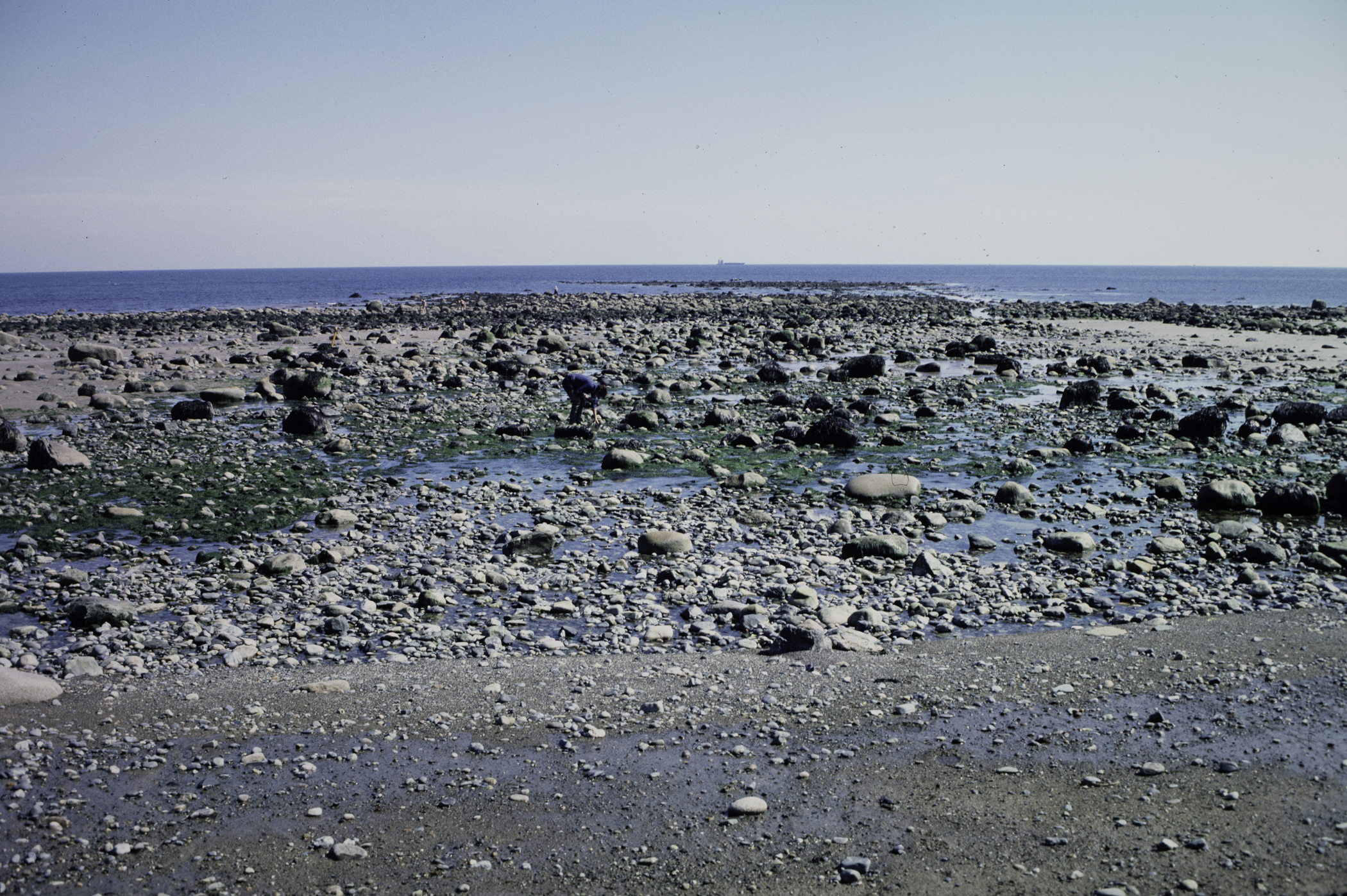 . Site: South of Nicholson's Point, SE Coast. 