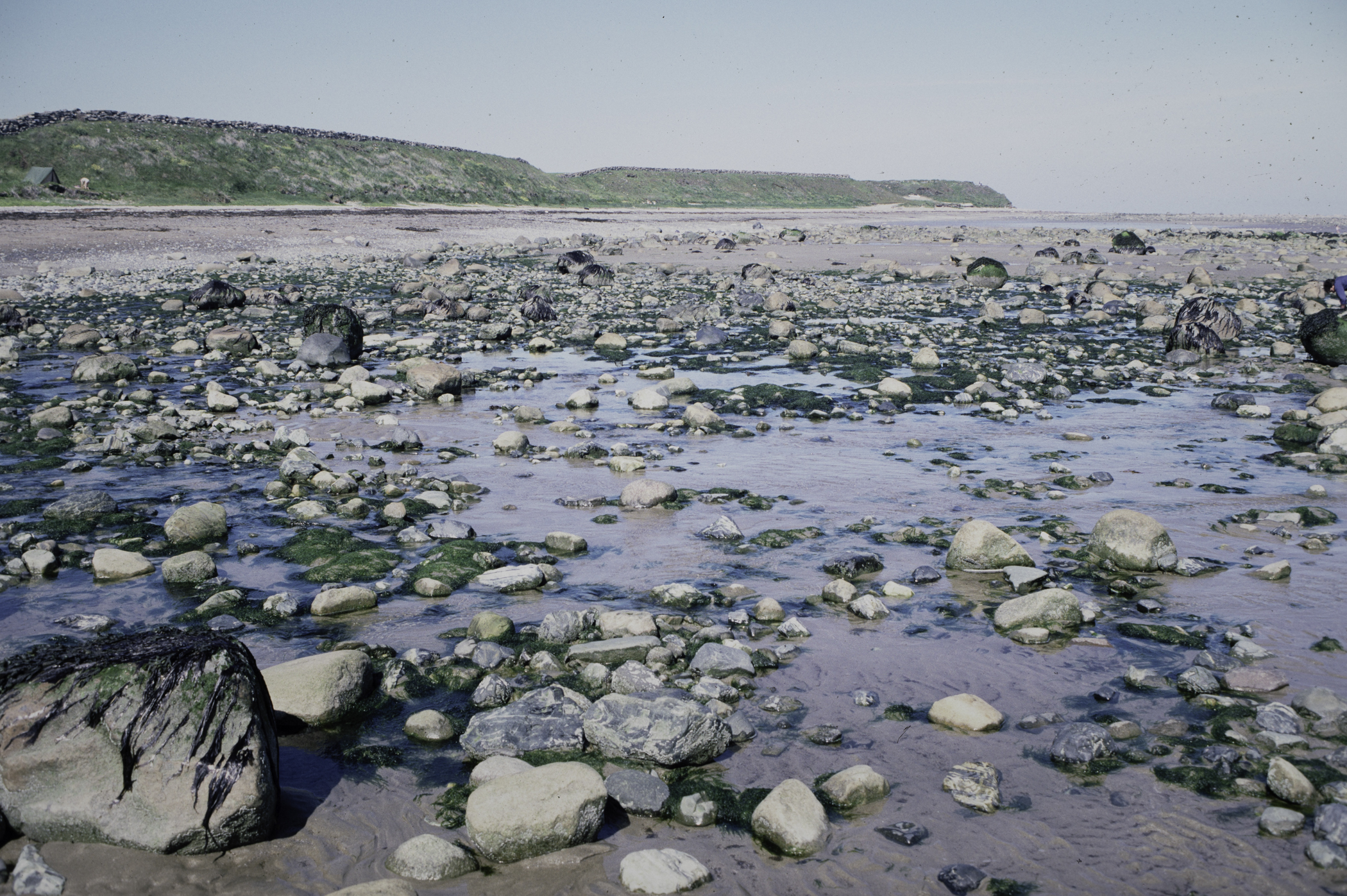 . Site: South of Nicholson's Point, SE Coast. 