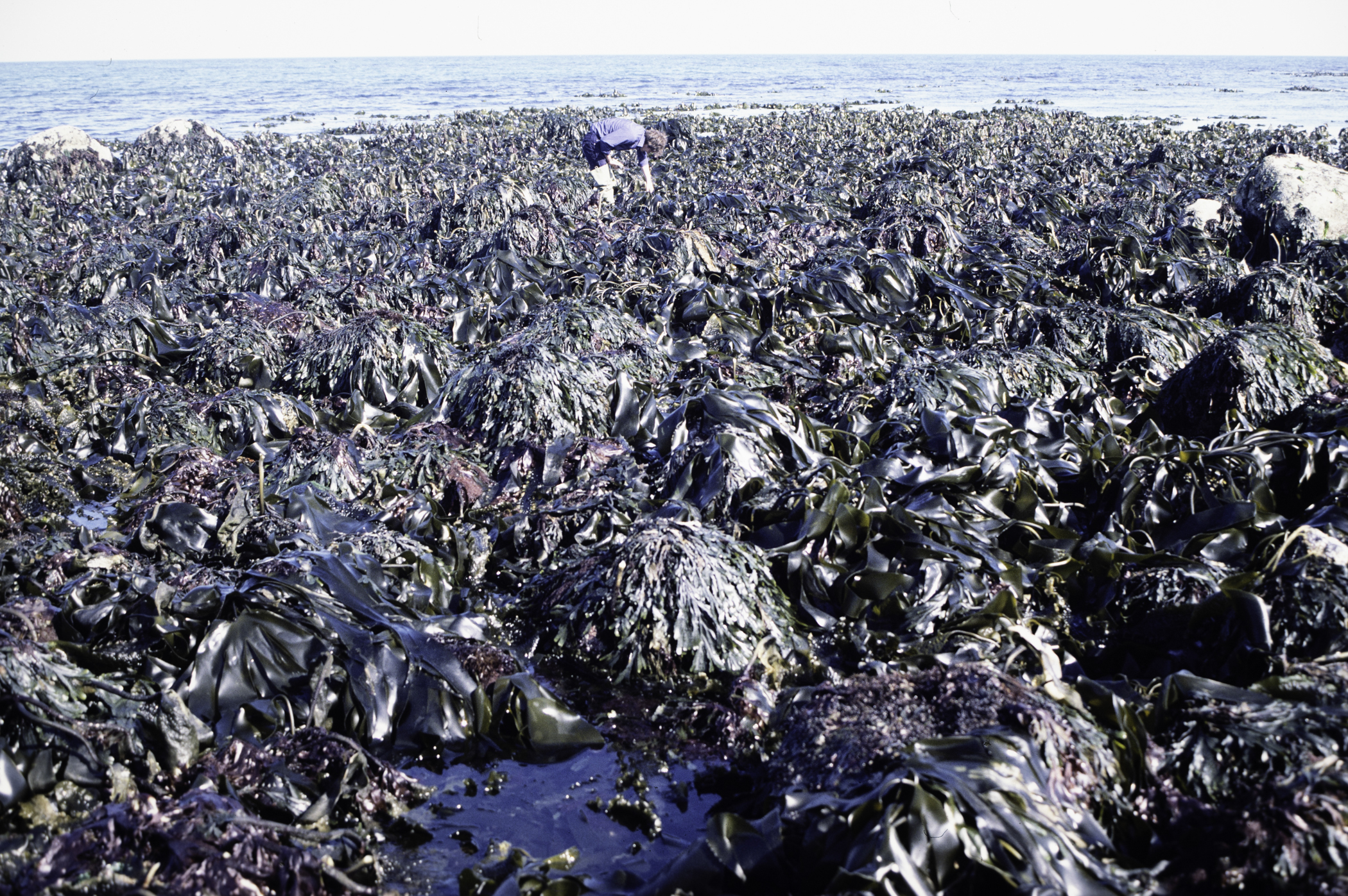 . Site: South of Nicholson's Point, SE Coast. 