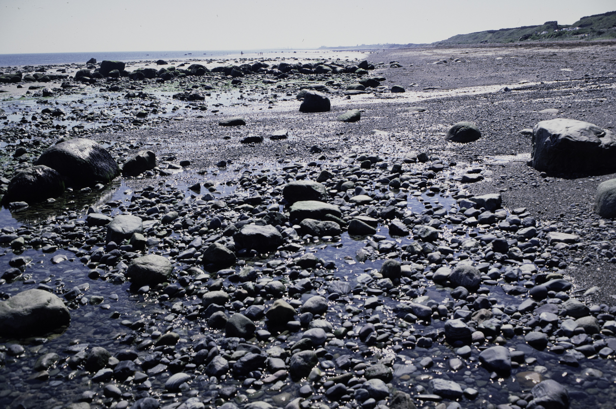 . Site: South of Nicholson's Point, SE Coast. 