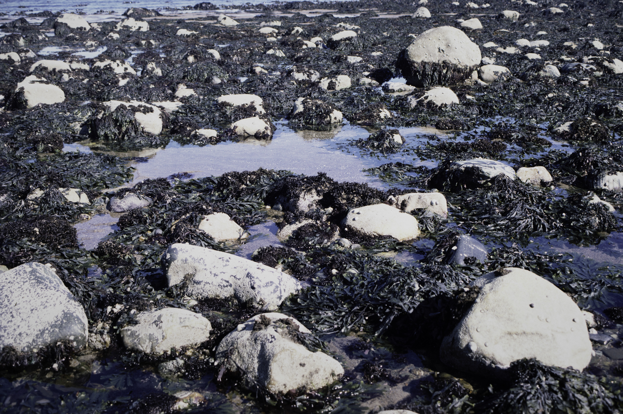 . Site: South of Nicholson's Point, SE Coast. 