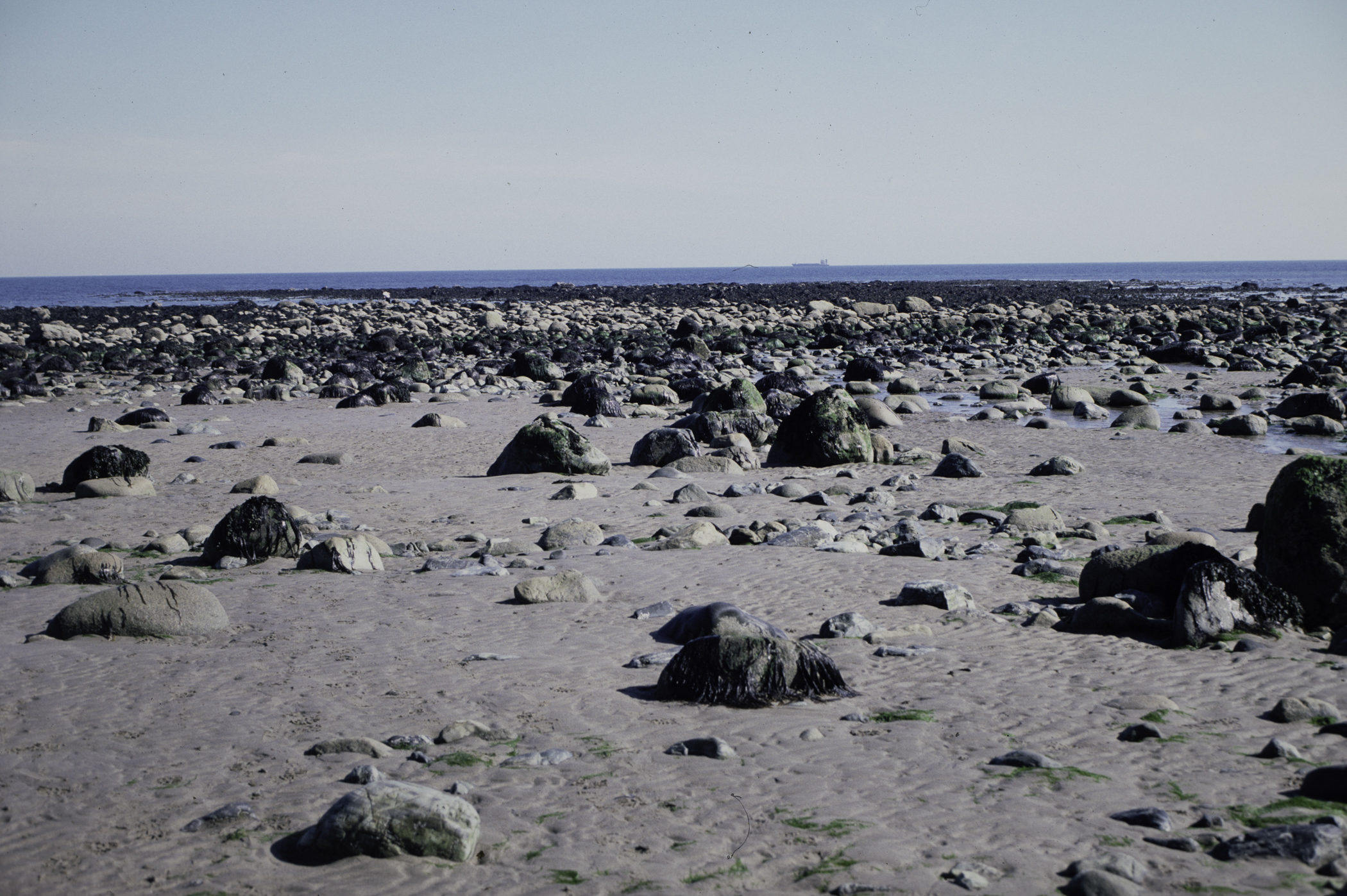 . Site: South of Nicholson's Point, SE Coast. 